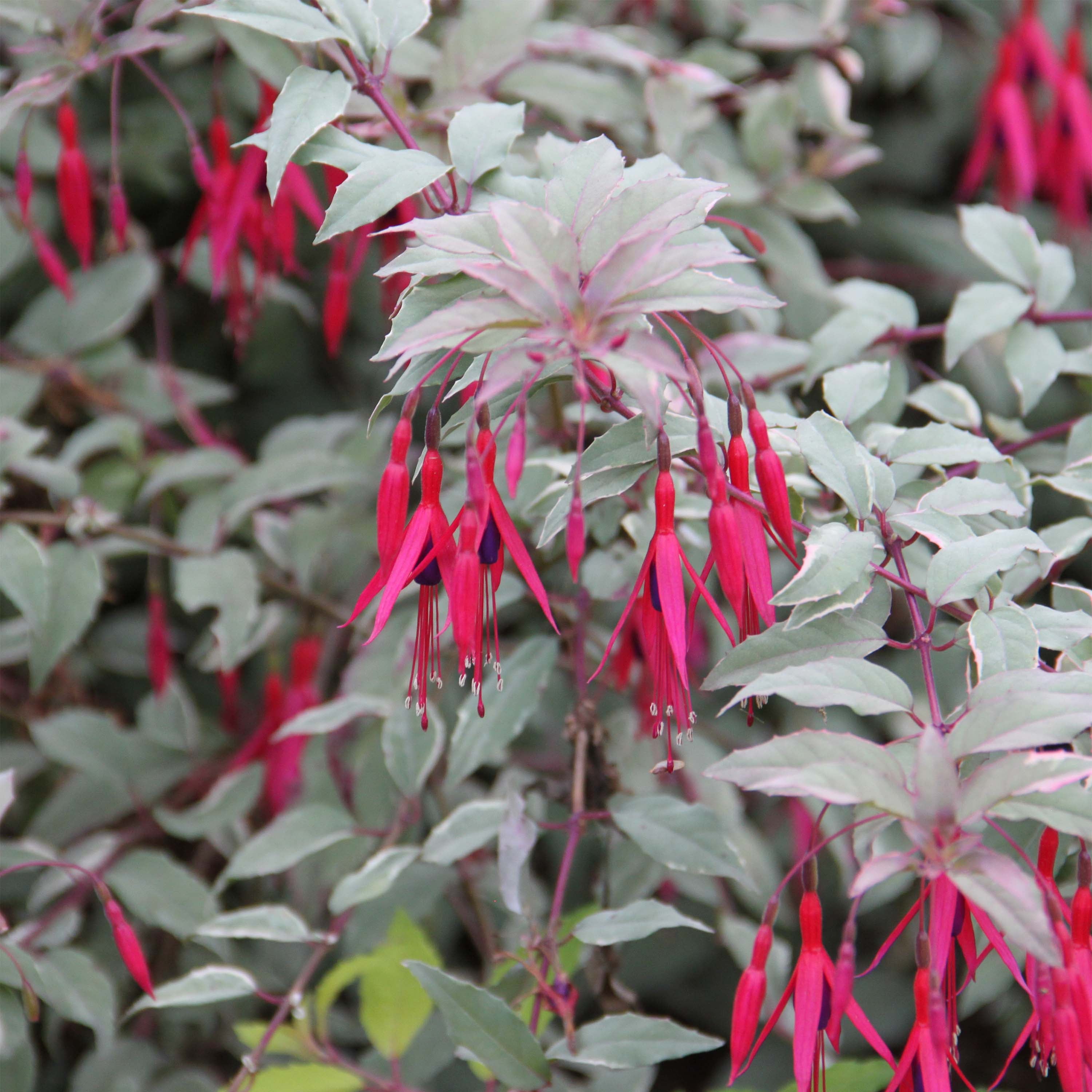 Fuchsia de Magellan 'Diversicolor' Godet de 7/8 cm | Leroy Merlin