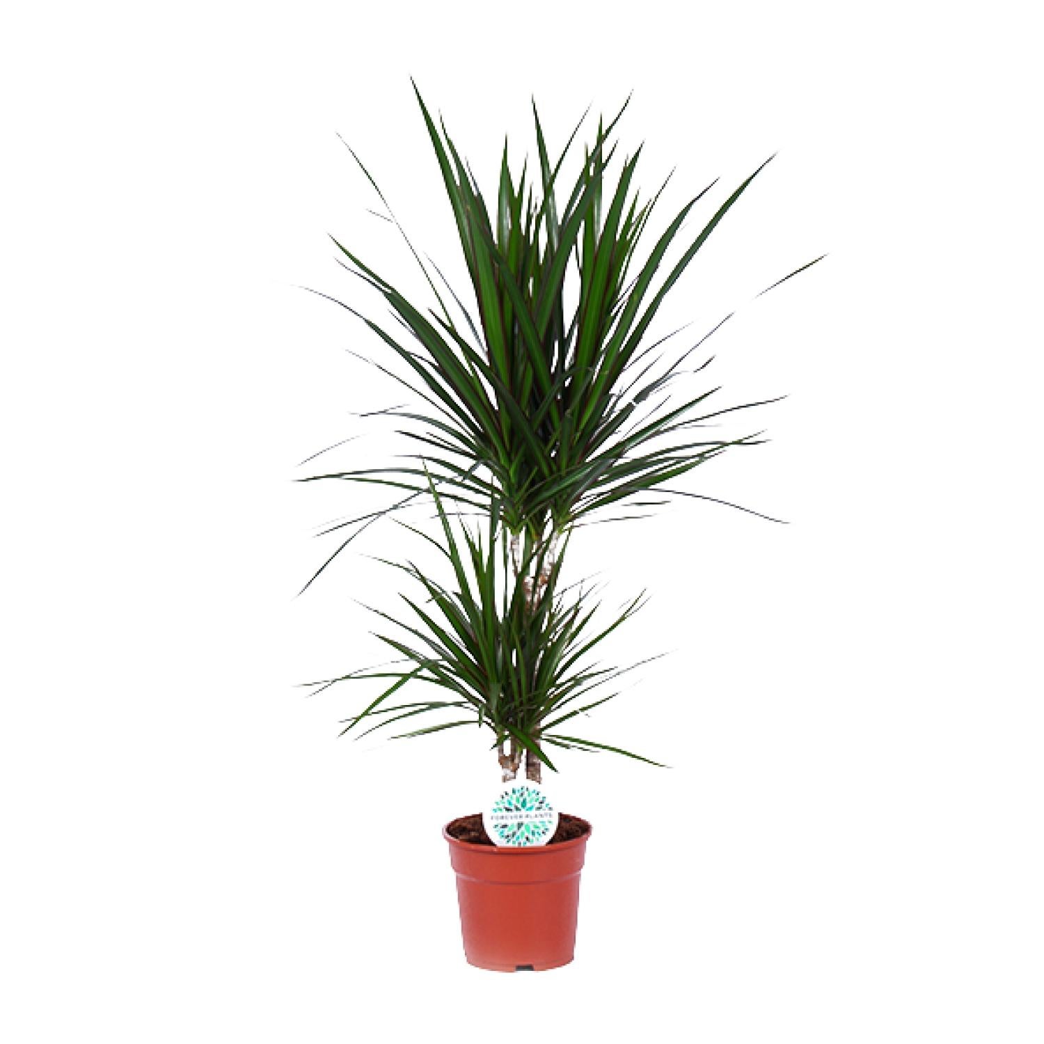 Dracaena Marginata 17 cm - Drzewo Smoka 75 cm - Roślina doniczkowa łatwa w pielęgnacji