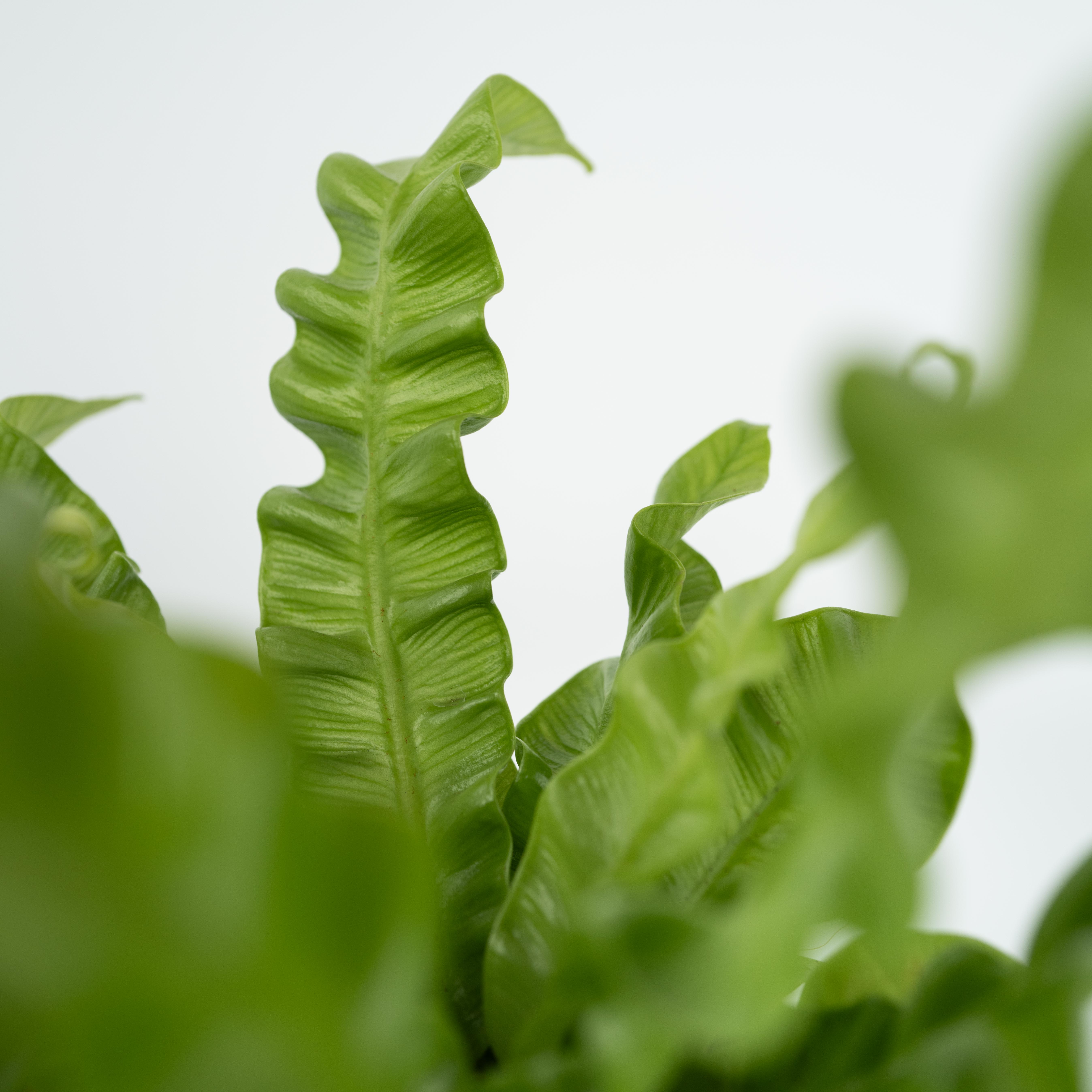 Felce nido d'uccello - 2 Pezzi - Asplenium nidus - Altezza 25-40cm - ⌀12cm - 4
