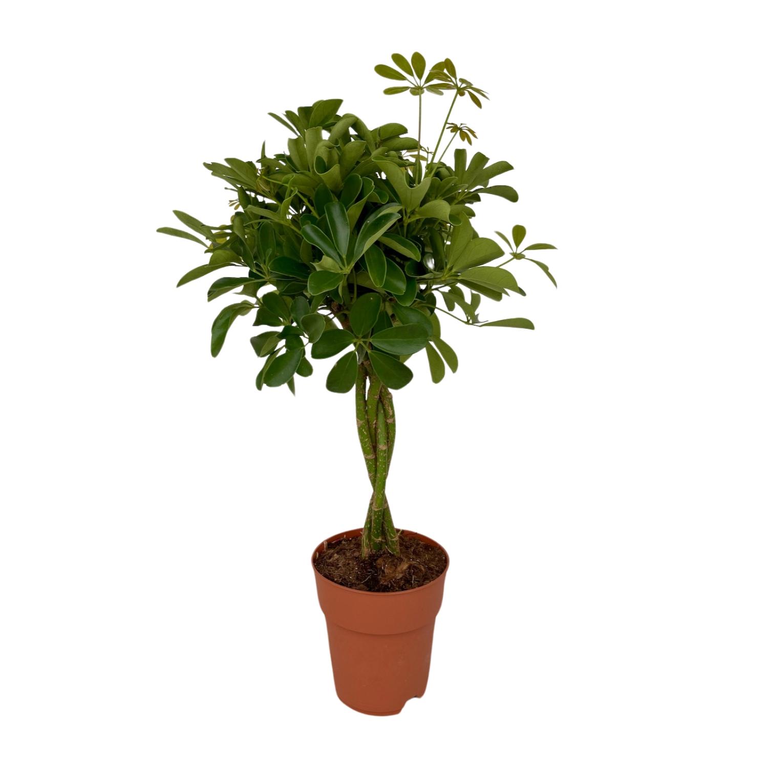 Schefflera Compacta - Roślina Parasolowa Ø19cm Wys.80cm Zieleń Wnętrz Łatwa Pielęgnacja
