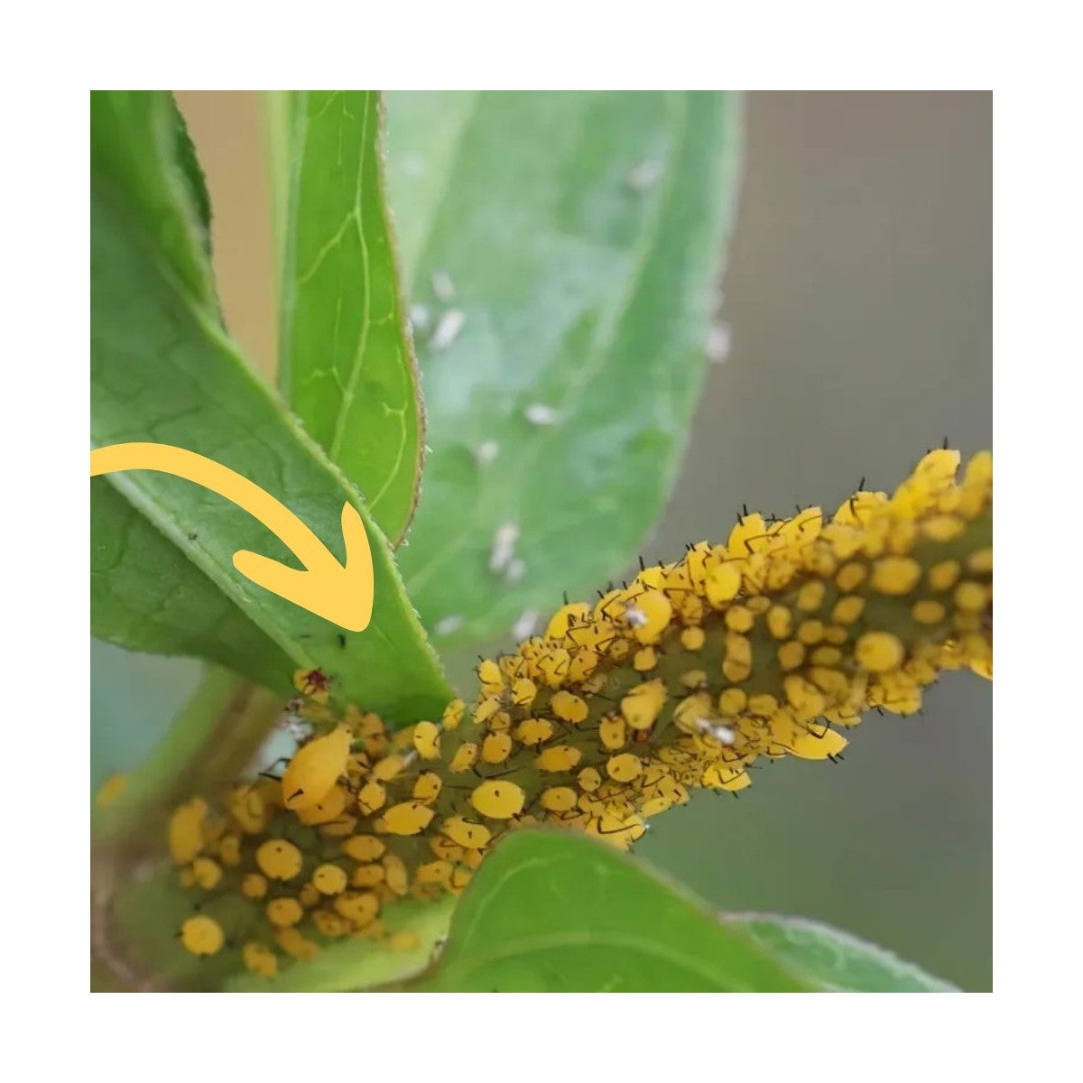 30 larves coccinelles anti-pucerons - Coccilaure - 2