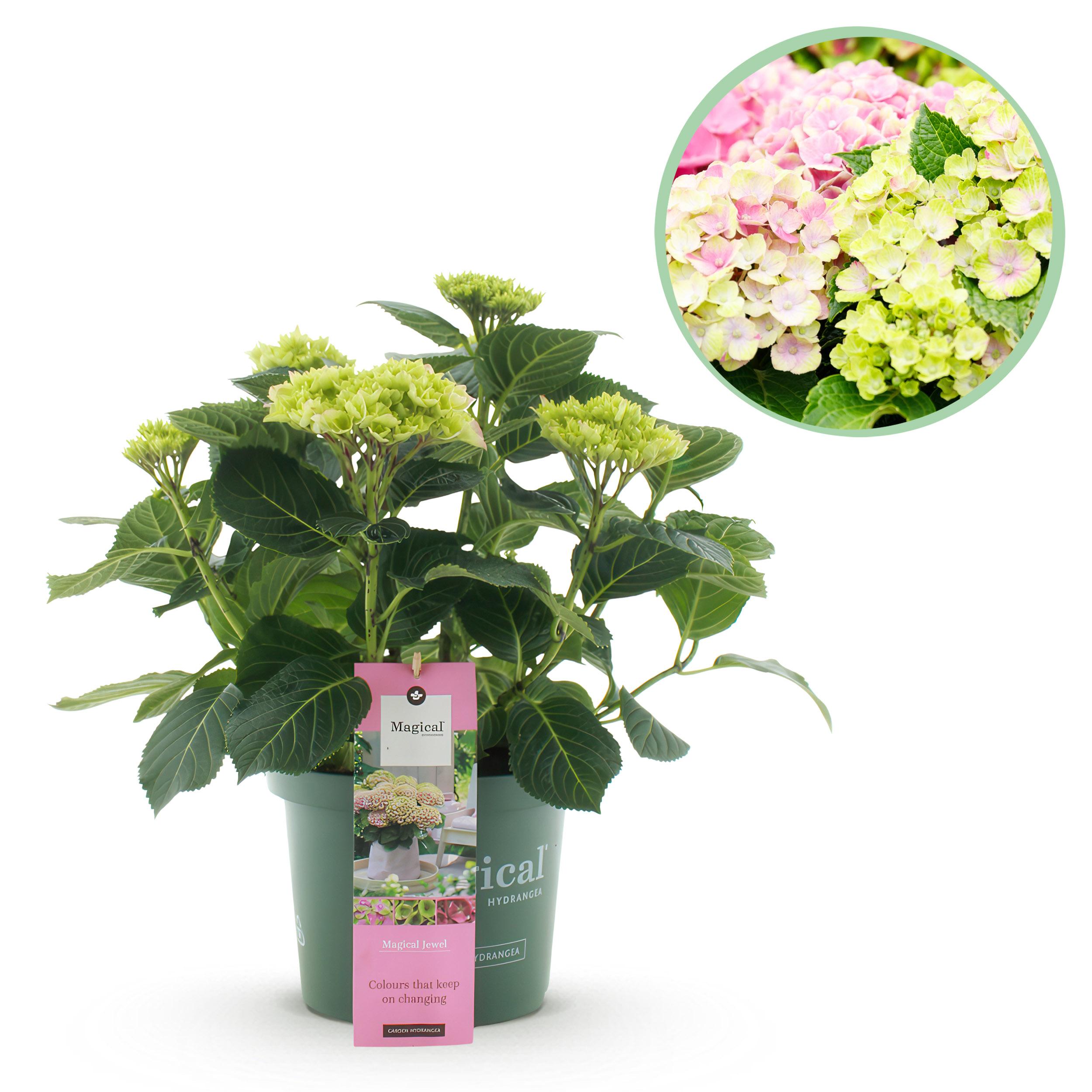 Hortensja ogrodowa Hydrangea macrophylla Magical Jewel Pink – Różowa – 6–10 kwiatów – Doniczka 23 cm – Wys 55 cm