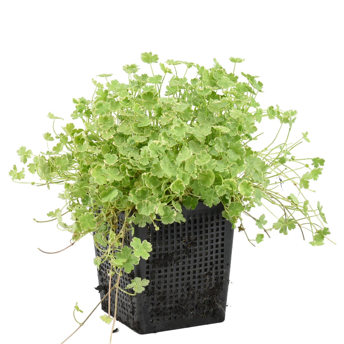 Hydrocotyle Variegata - Hydrocotyle panache - Plantes de bassin - H. 10-20  cm - P. 11 cm | Leroy Merlin