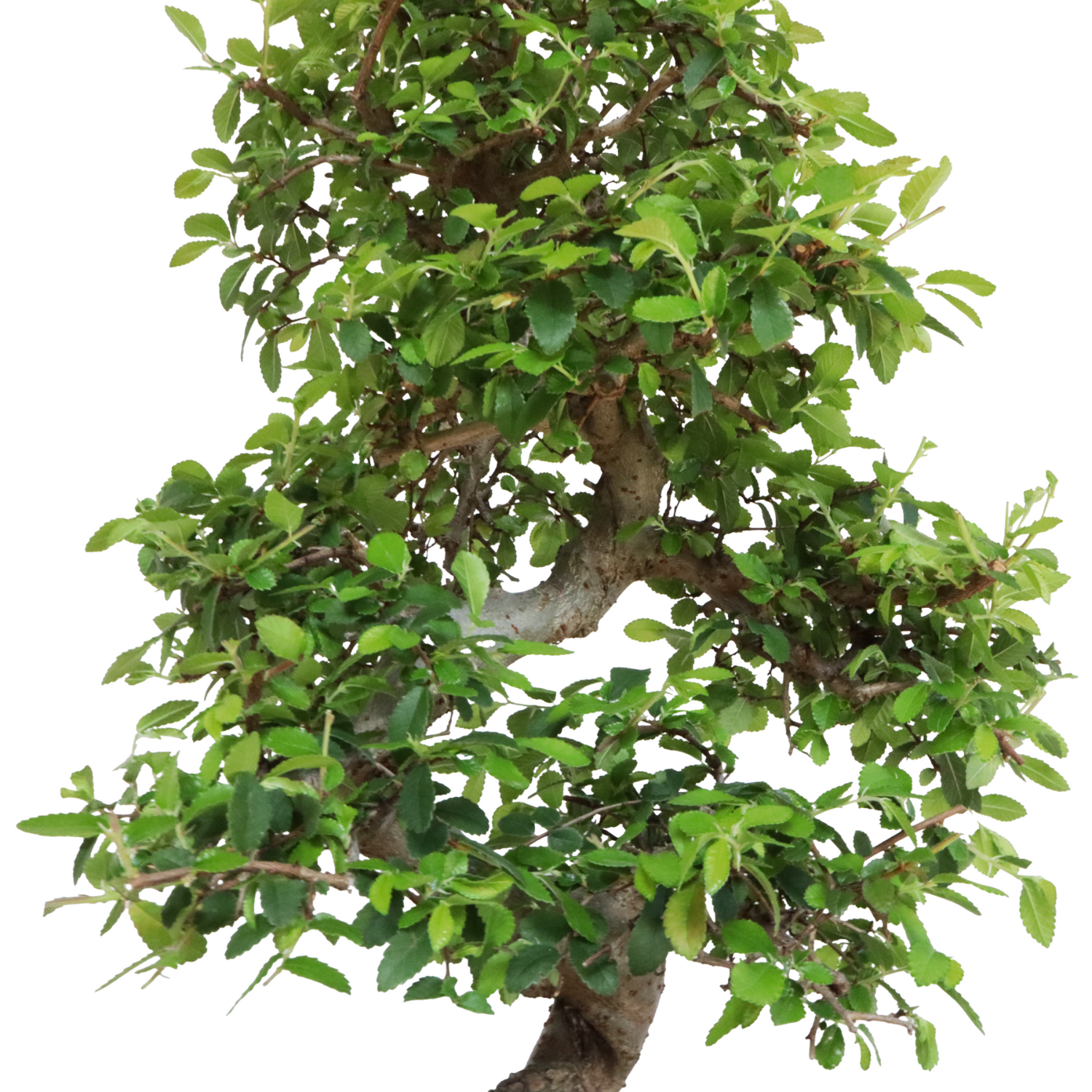 KENTIS - Bonsai di Zelkova Olmo Giapponese - Bonsai Pianta Vera da Interno e Esterno - H 45/55 cm Vaso in Ceramica Ø 27,5 cm - 2