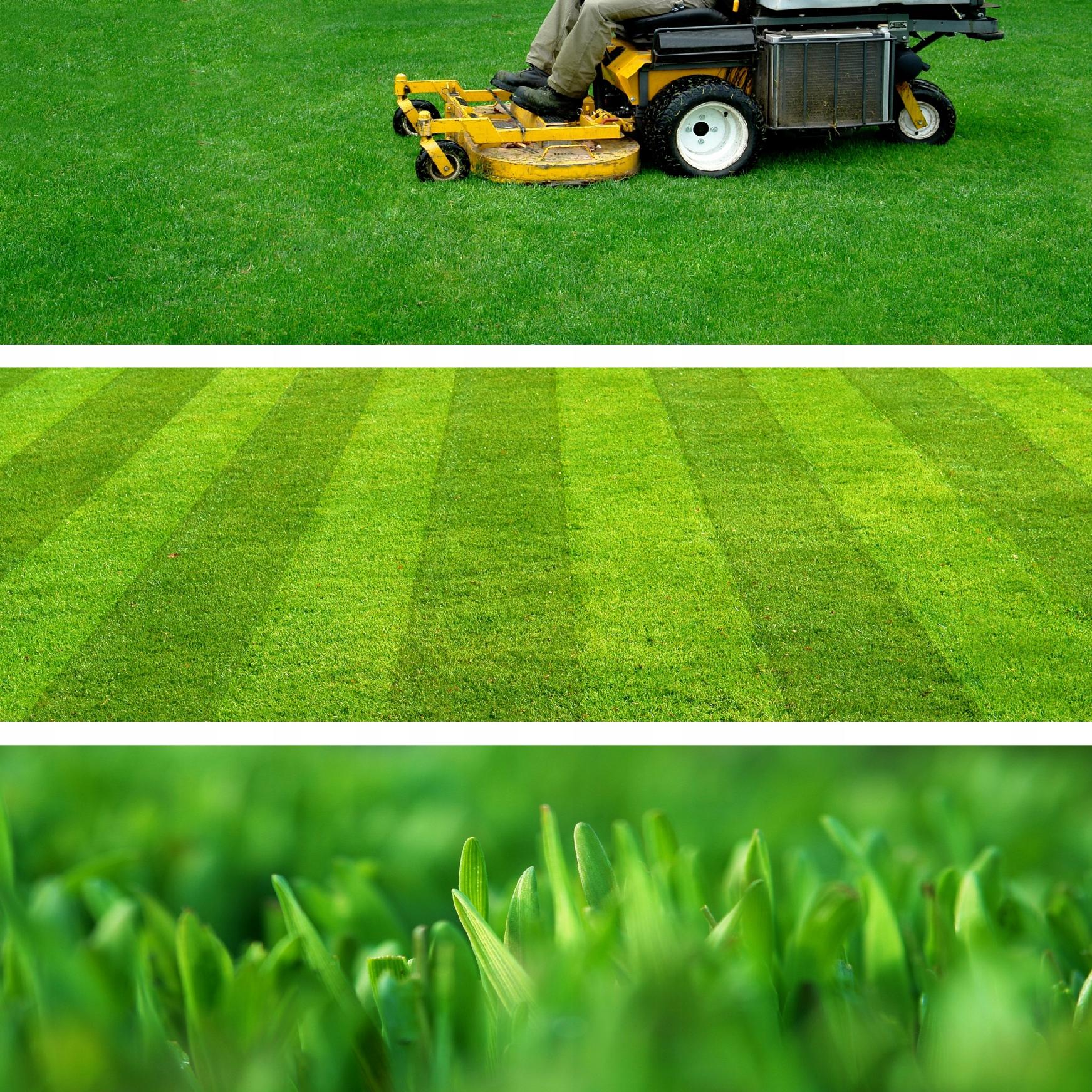 TRAWA NASIONA UNIWERSALNA SZYBKO ZAGĘSZCZAJĄCA TRAWNIK ODPORNA 2KG 80m2 - 5