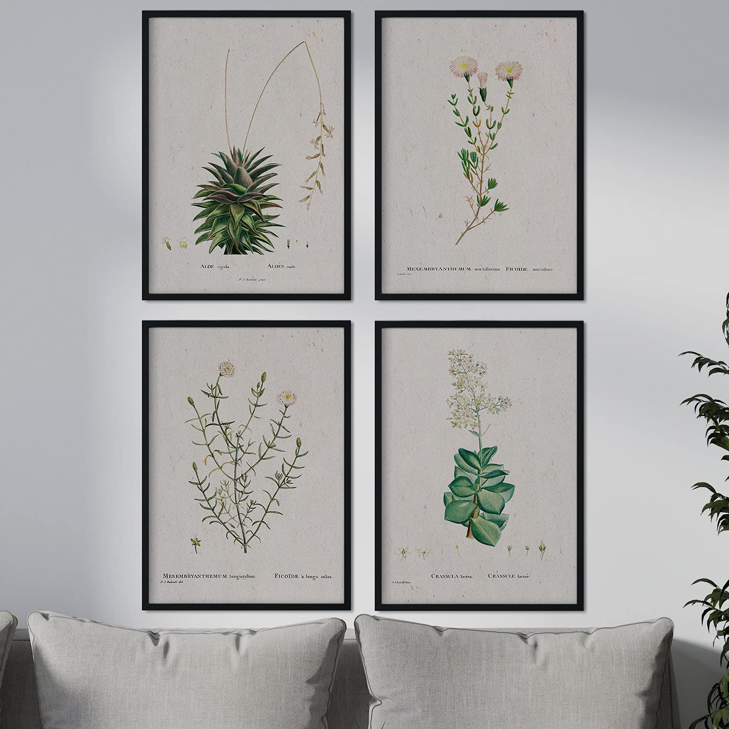 Pack de láminas flores blancas. pósteres con ilustraciones en acuarela de pierre-joseph redoute. sin marco - a3