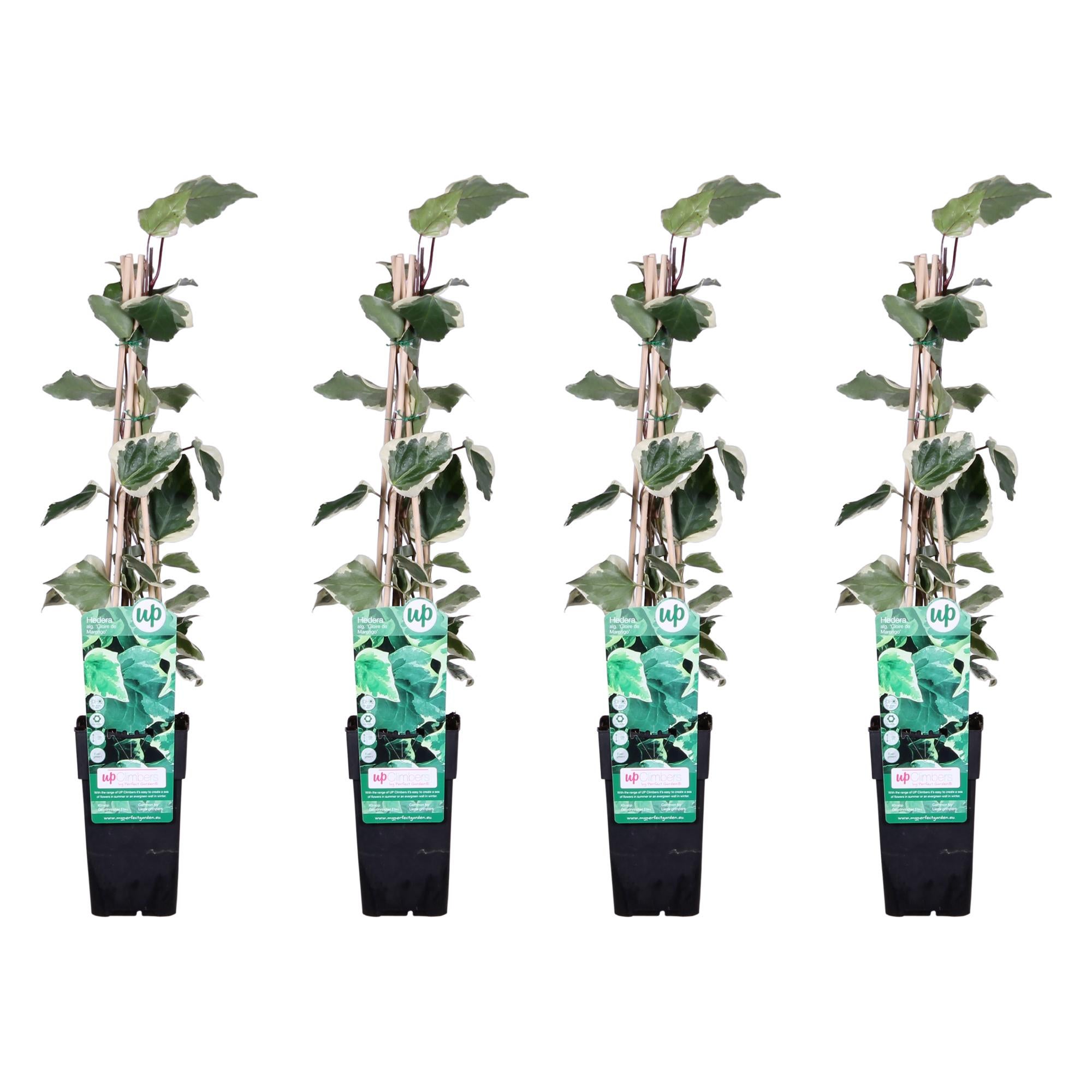 Hedera algeriensis 'Gloire de Maren' Bluszcz pnący zimozielony - Wys. 65cm Doniczka 15cm