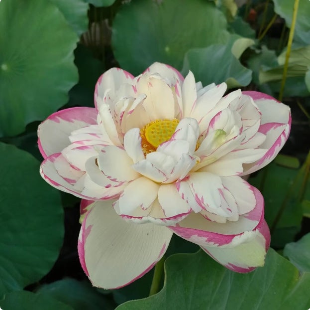 30 graines de lotus ouvertes graines de lotus d'eau couleurs mélangées plantes hydroponiques quatre saisons, adaptées aux cours, balcons - 5