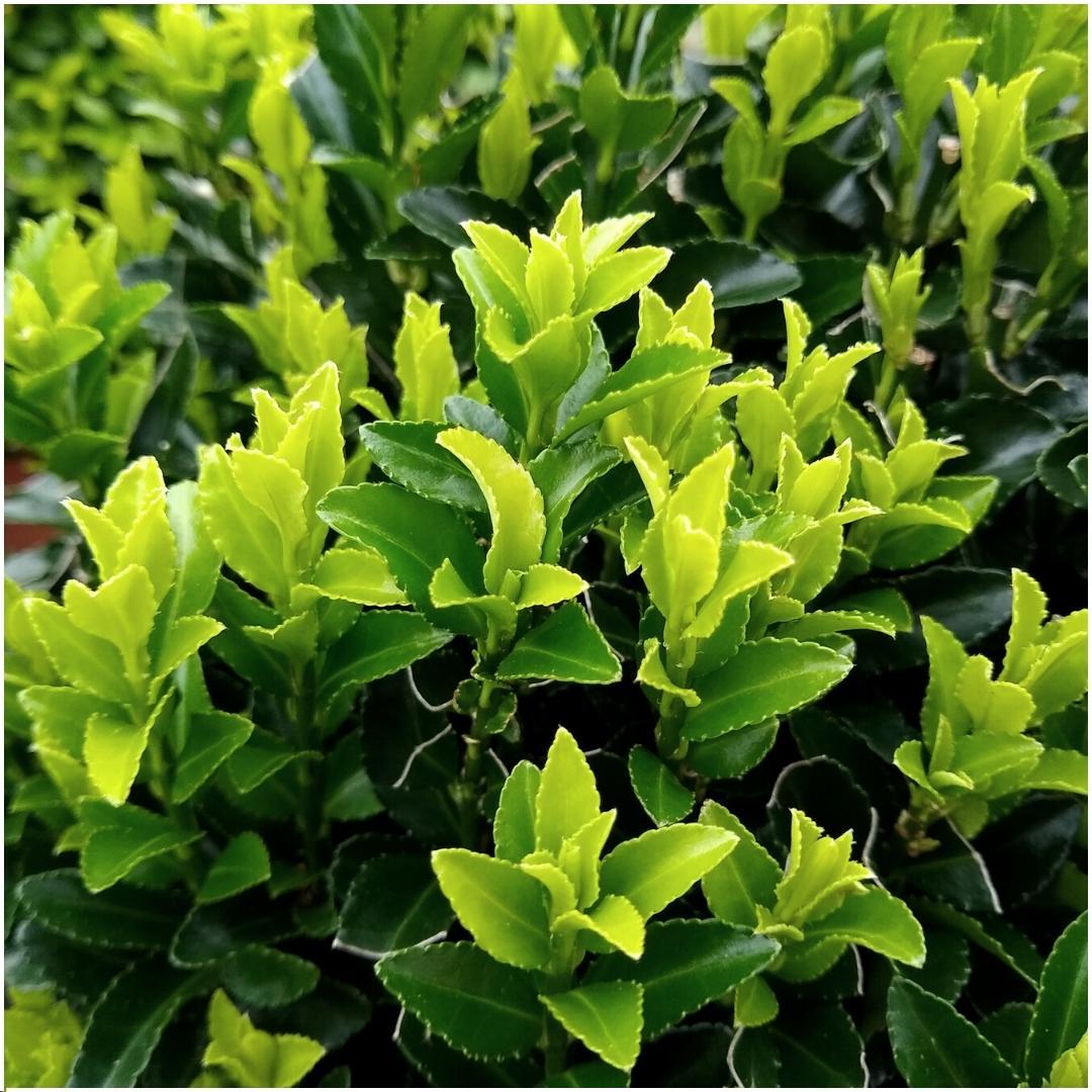 Siepe di guglia verde da 1 m (Euonymus japonicus 'Green Spire') – set di 6 piante sempreverdi – Piante di Frank – MOSELOTA Green - 3