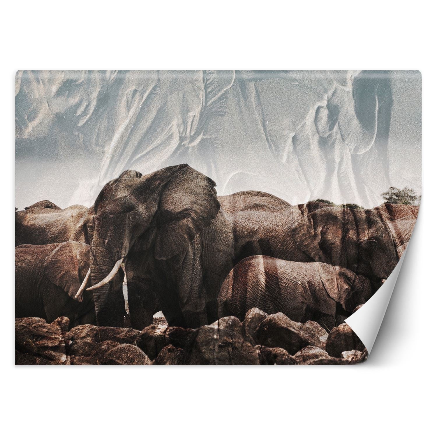 Fototapeta, Słonie w stadzie 250x175