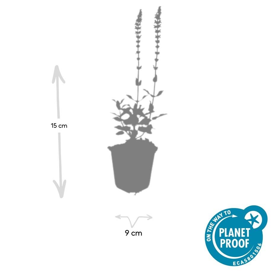 24x Plante Salvia nem. 'Caradonna' - ↕10-25cm (hauteur) - Ø9cm (diamètre)– ComfortXL Green - 4