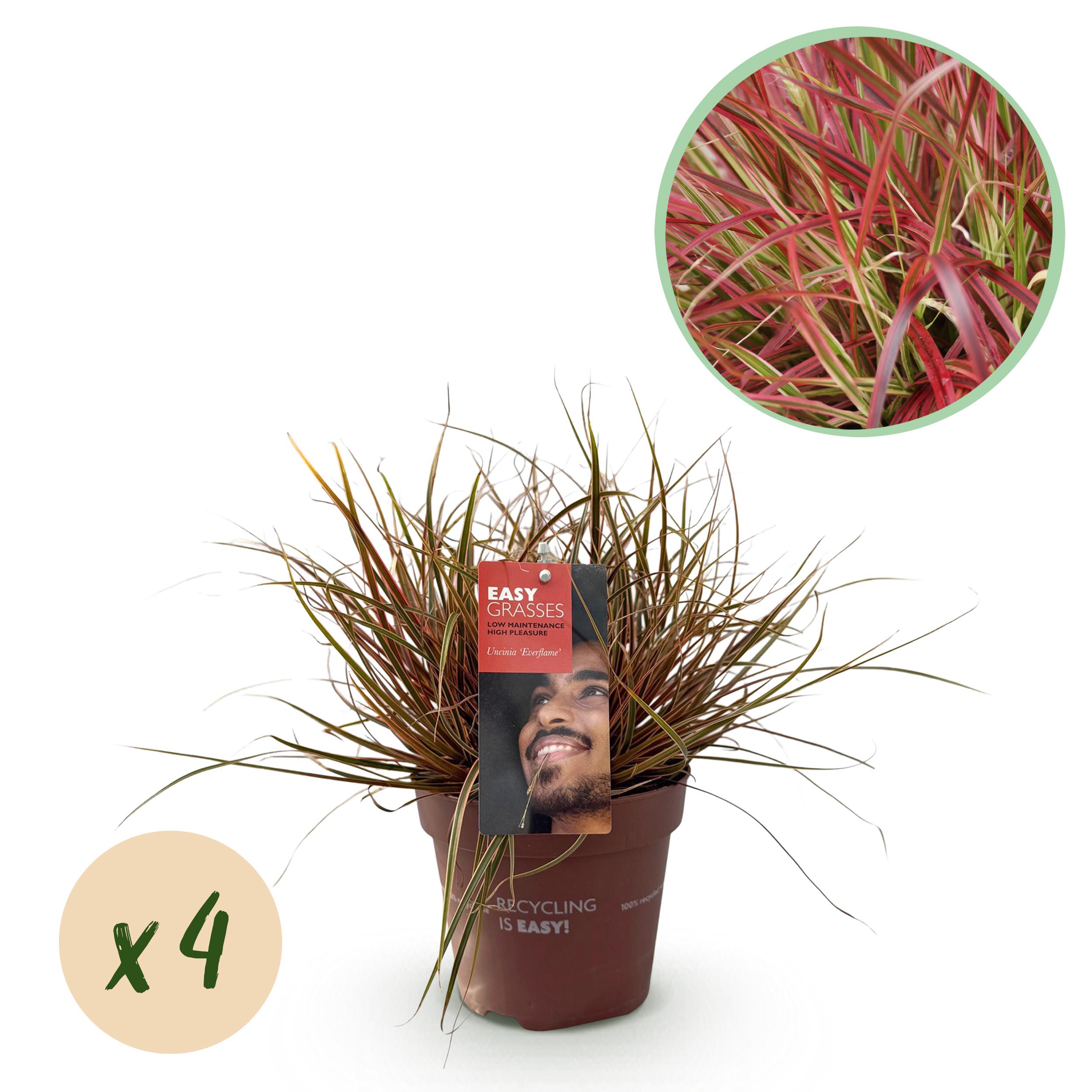 Uncinia rubra Everflame – 4 rośliny – Zimozielona – Niska pielęgnacja – Doniczka 17 cm – 50 cm