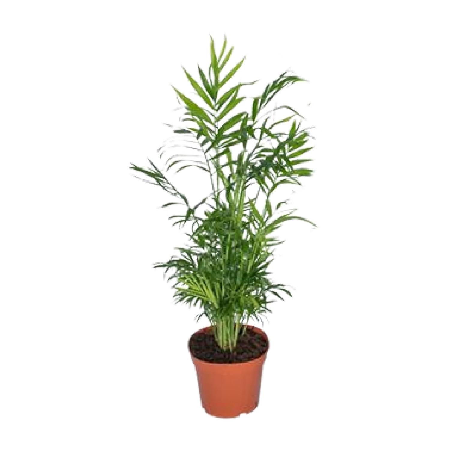 Chamaedorea Elegans - Meksykańska palma górska - Roślina doniczkowa Ø17cm H55cm