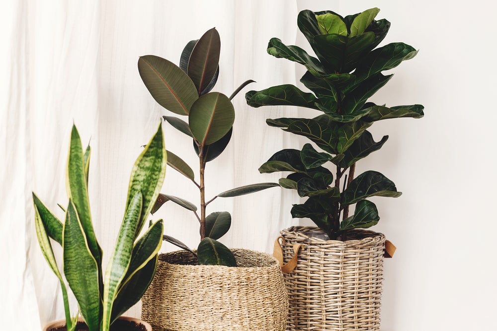 Ficus Lyrata - Figuier lyre - Plante d’intérieur - Dépolluante - 50-60 cm de haut - Pot 17 cm - 3