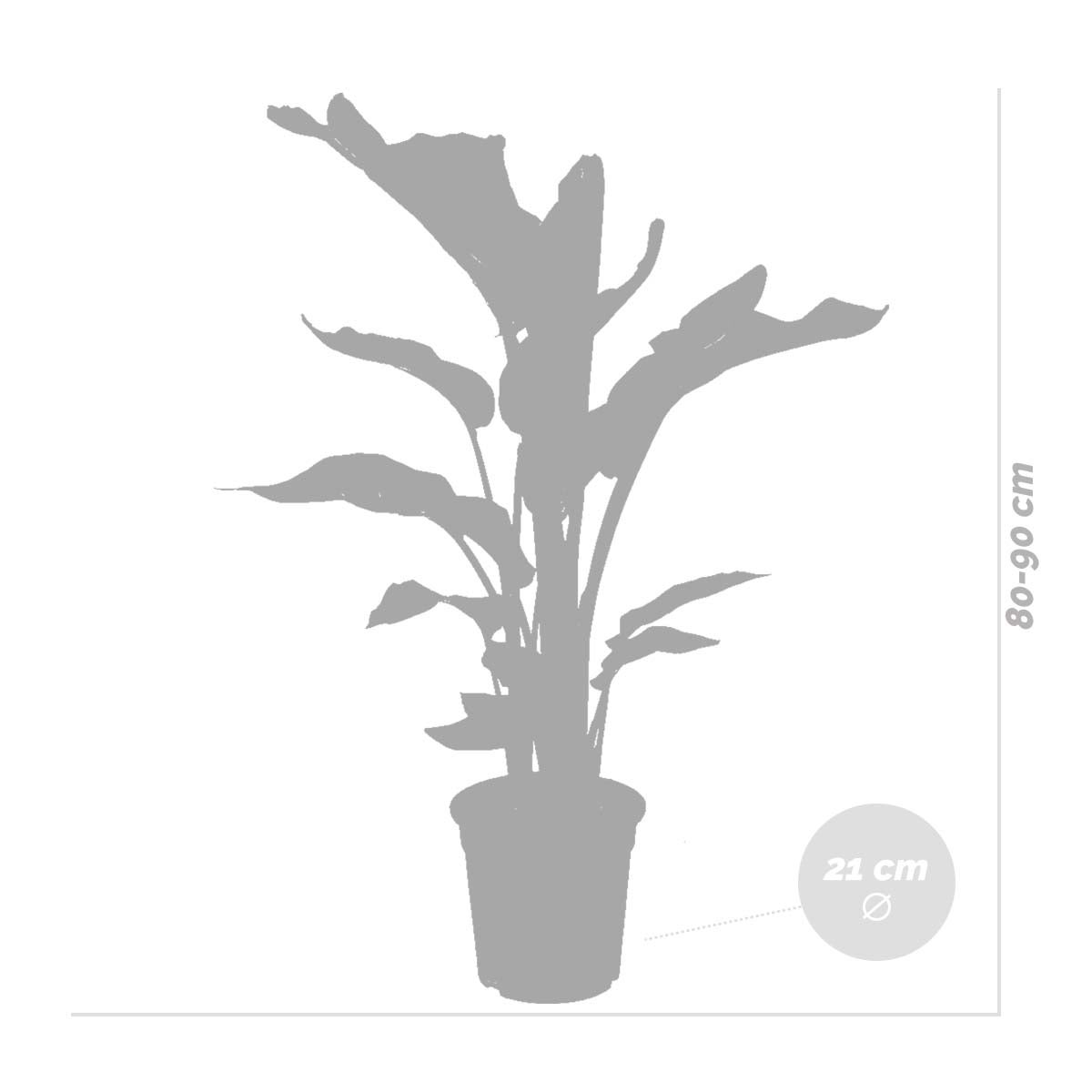Strelitzia Nicolai - Plante Strelitzia - Oiseau de paradis - Plante d'intérieur grande - H. 70-80 cm - 5