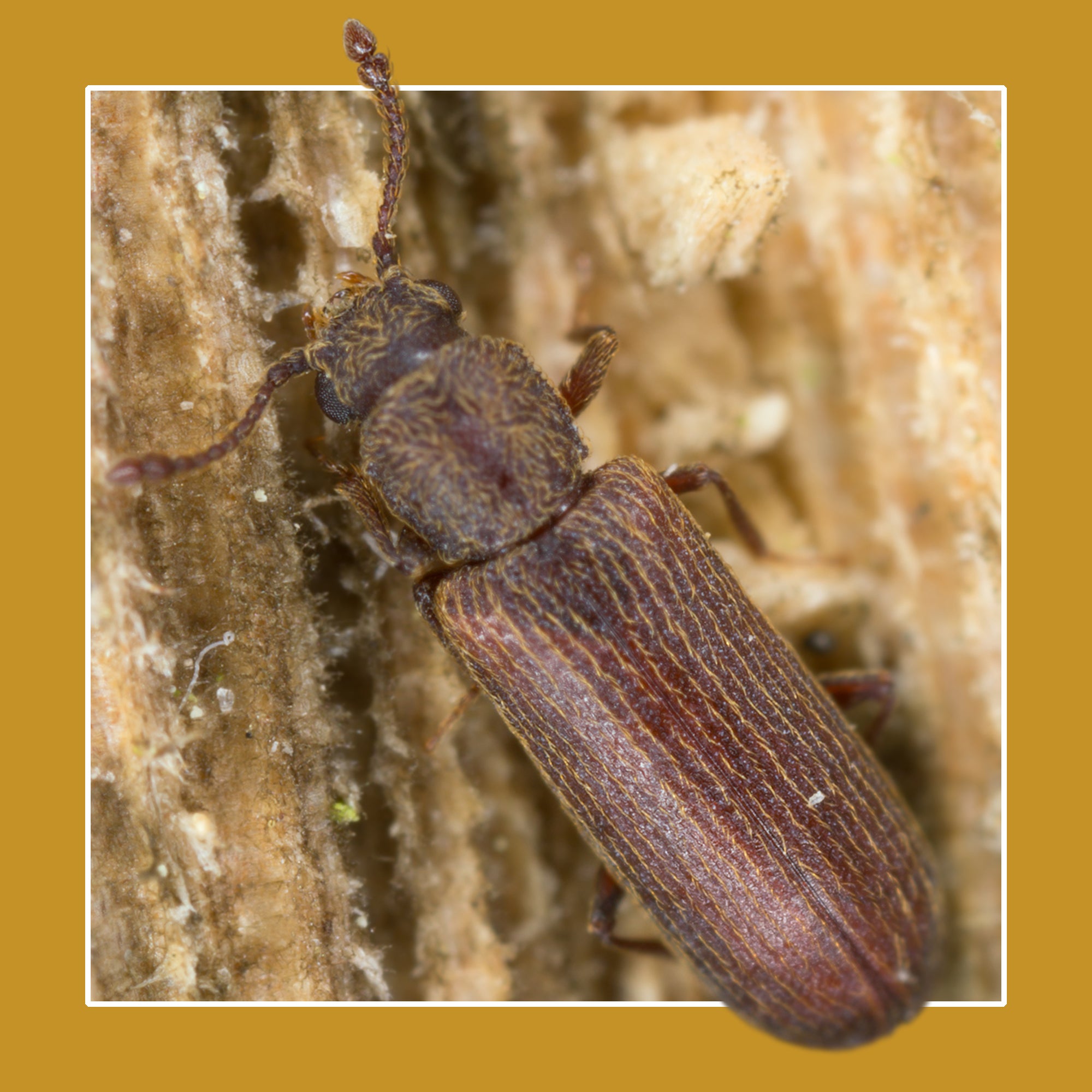 Soluguard Solución Anticarcoma - 500ml -Tratamiento contra la carcoma e insectos xilófagos como la termita y carcoma: Listo para Usar, Incoloro - 8