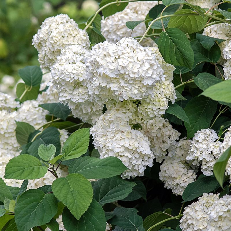 Hortensia à grandes feuilles 'Sœur Thérèse' (Hydrangea macrophylla 'Soeur Thérèse') - Godet 9cm - Pépinières Naudet - 3