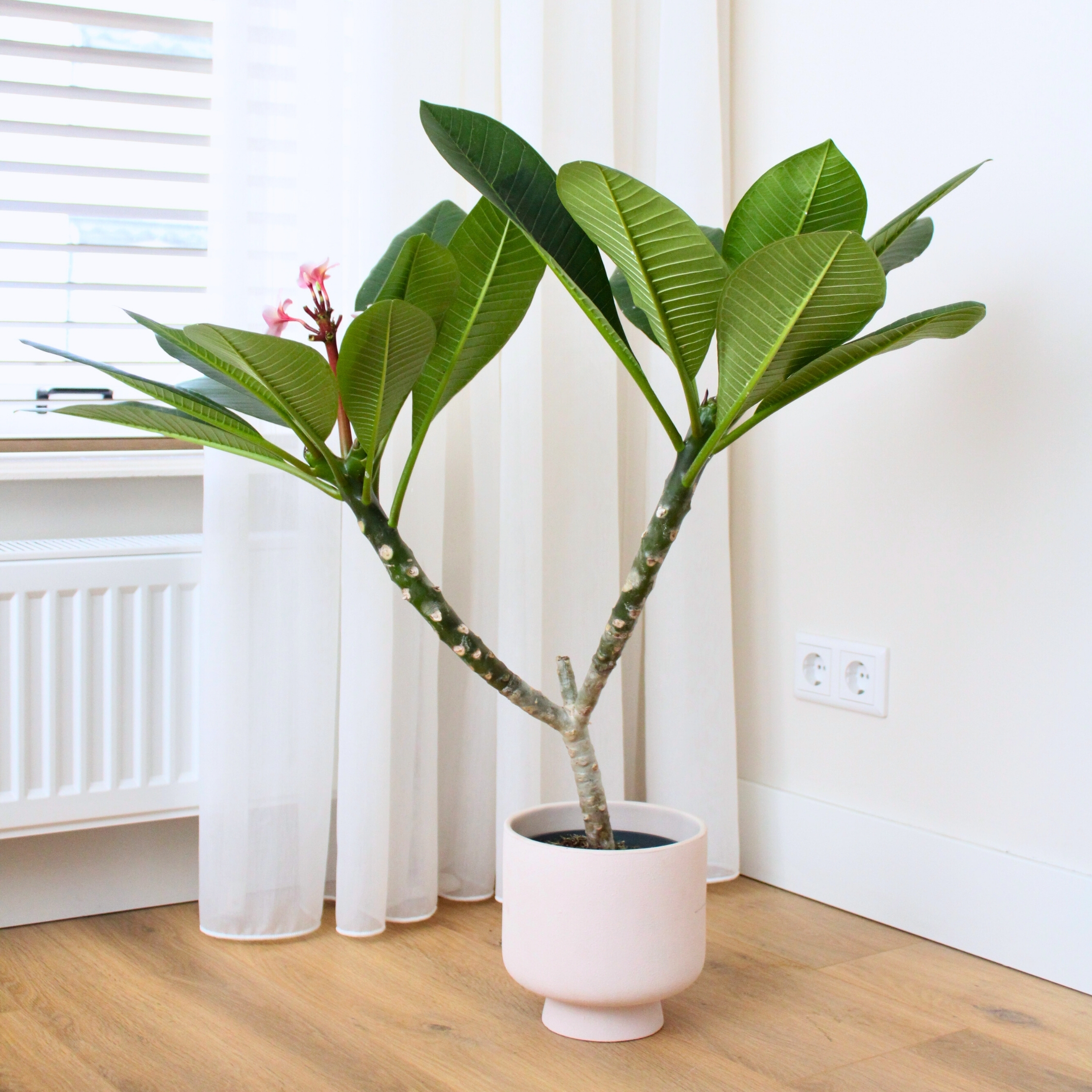 Frangipanier hawaii - Plumeria rubra 'Blanc' - Hauteur 55-70cm - ⌀17cm - 3