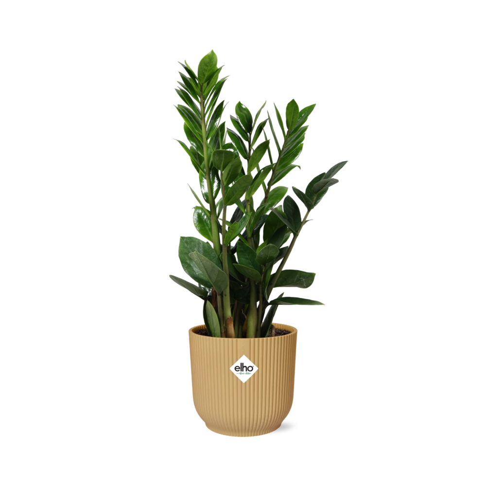 Zamioculcas – Roślina ZZ 45-50cm w doniczce ELHO Vibes Fold 14cm żółtej