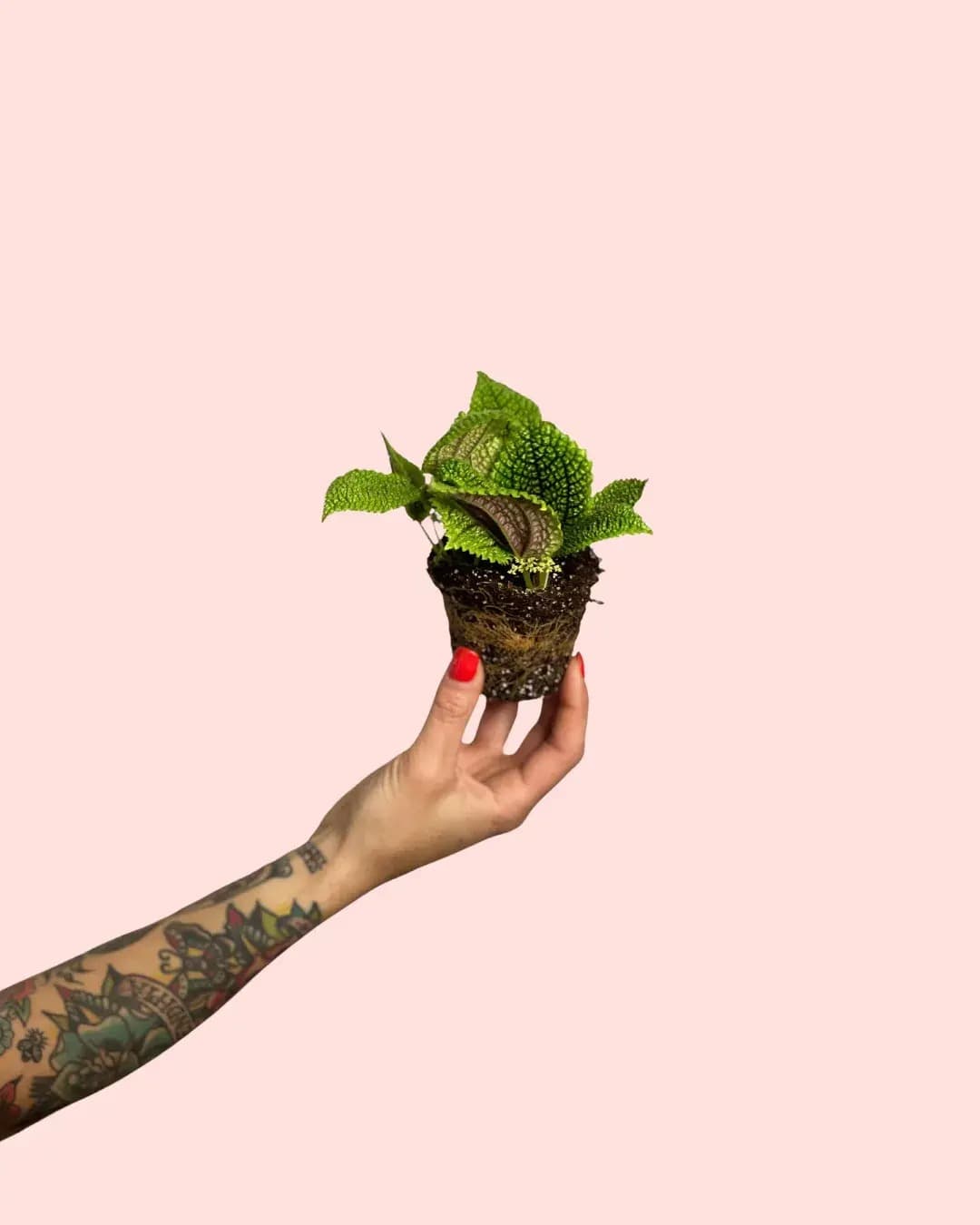 Pilea Moon Valley | Mini Plantas Naturales Terrario | Pur Plant | Leroy ...