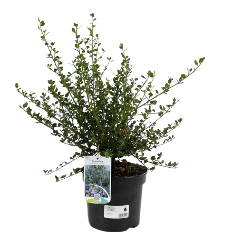 Céanothe impressus victoria - Ceanothus impressus victoria 30 cm Pot 3L - 4