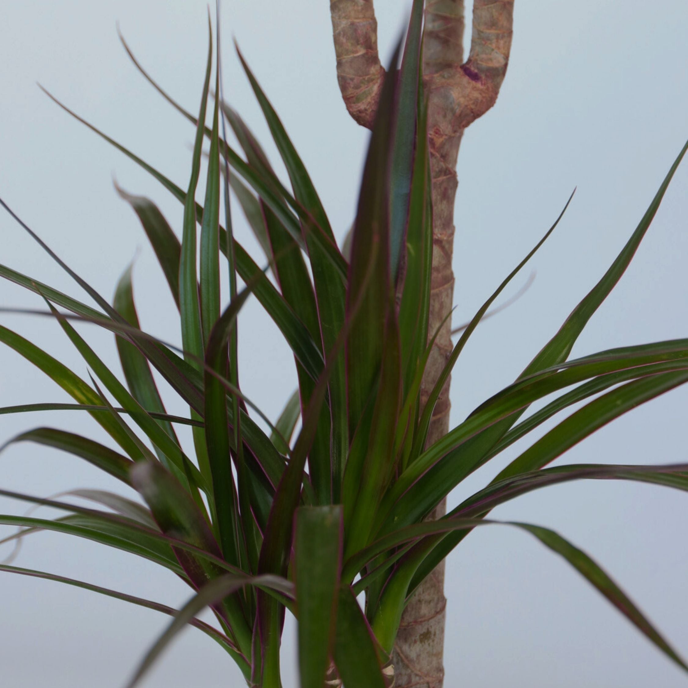 Dragonnier - Dracaena marginata - Hauteur 70-80cm - ⌀17cm - 5