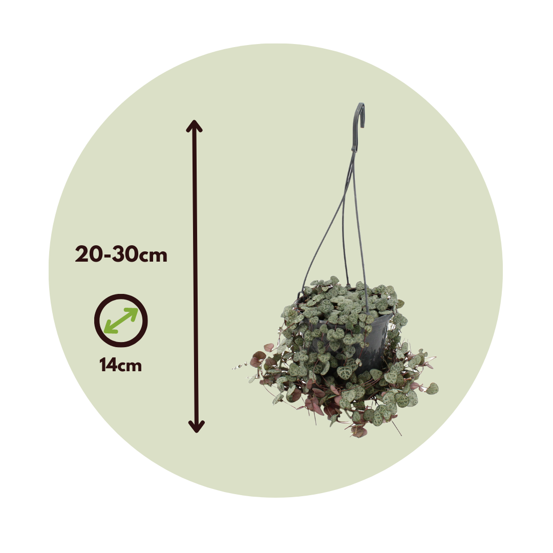 Chaîne des cœurs - Ceropegia linearis Woodii - Hauteur 20-30cm - ⌀14cm - 2