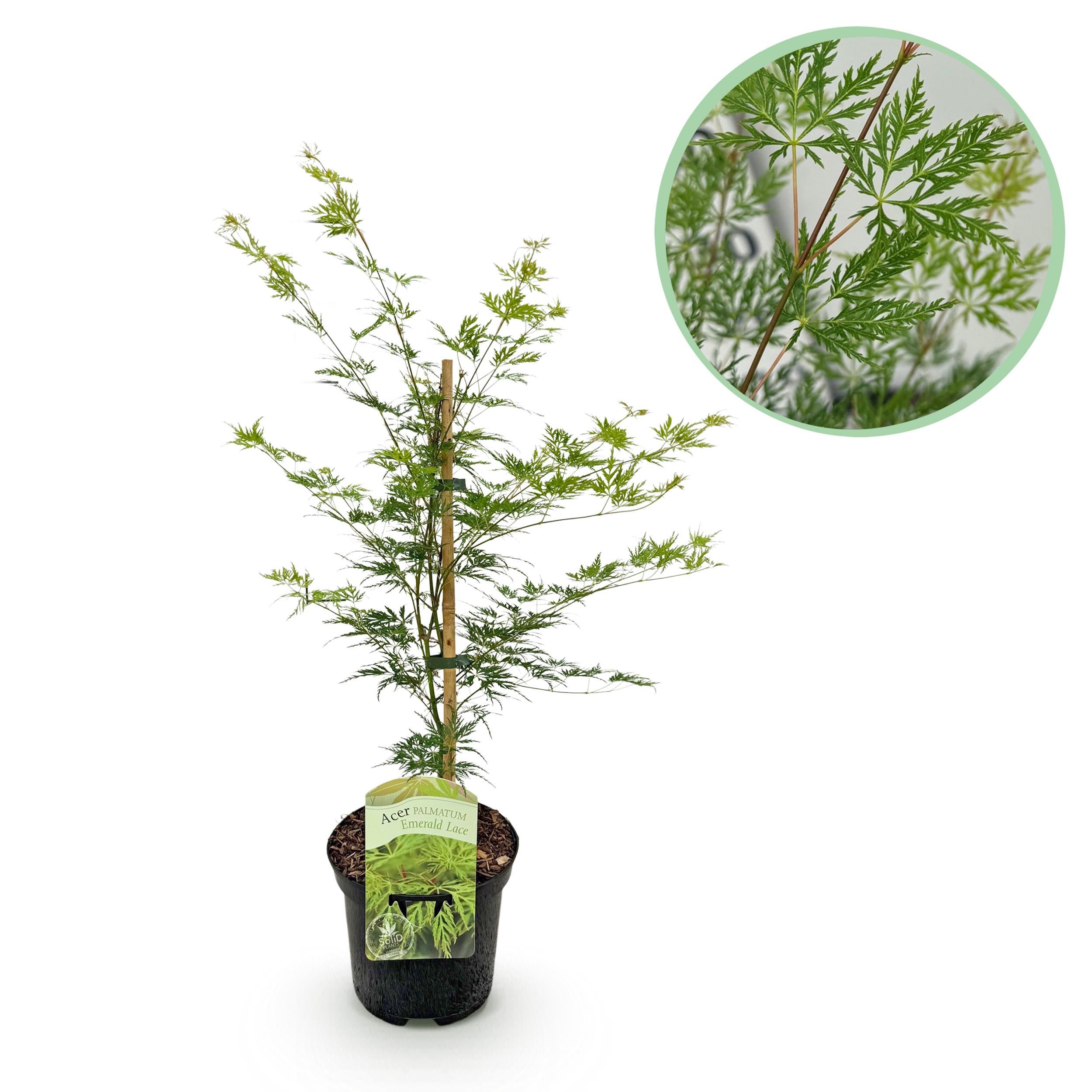 Klon japoński Acer palmatum Emerald Lace zielony – Roślina ogrodowa – Liściasta – Wys 70 cm – Doniczka 19 cm