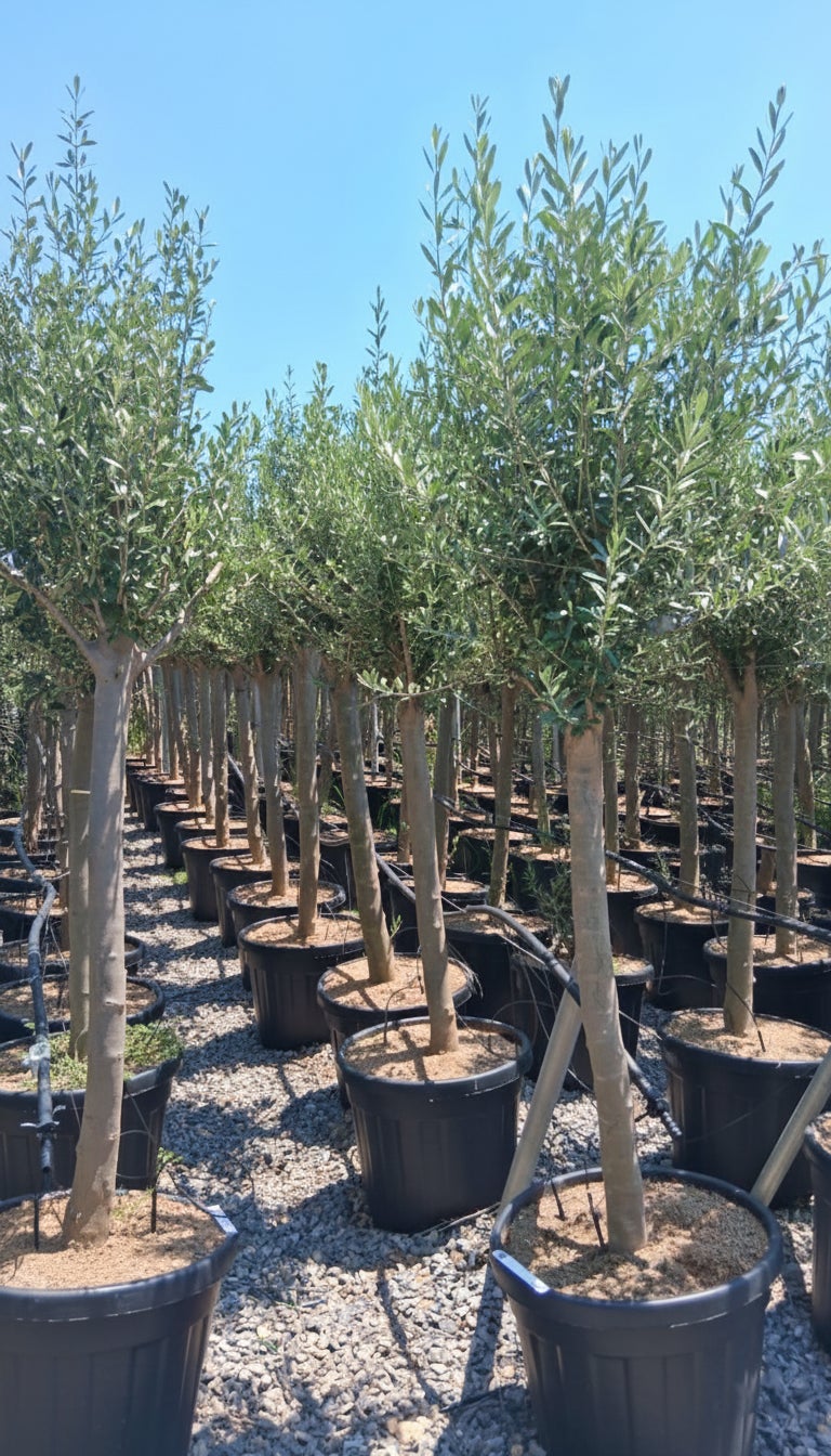 Olivier méditerranéen Olea europaea 170 cm – Résistant au gel jusqu’à -18 °C – Ambiance méditerranéenne pour le jardin et la terrasse - 15 ans - 3