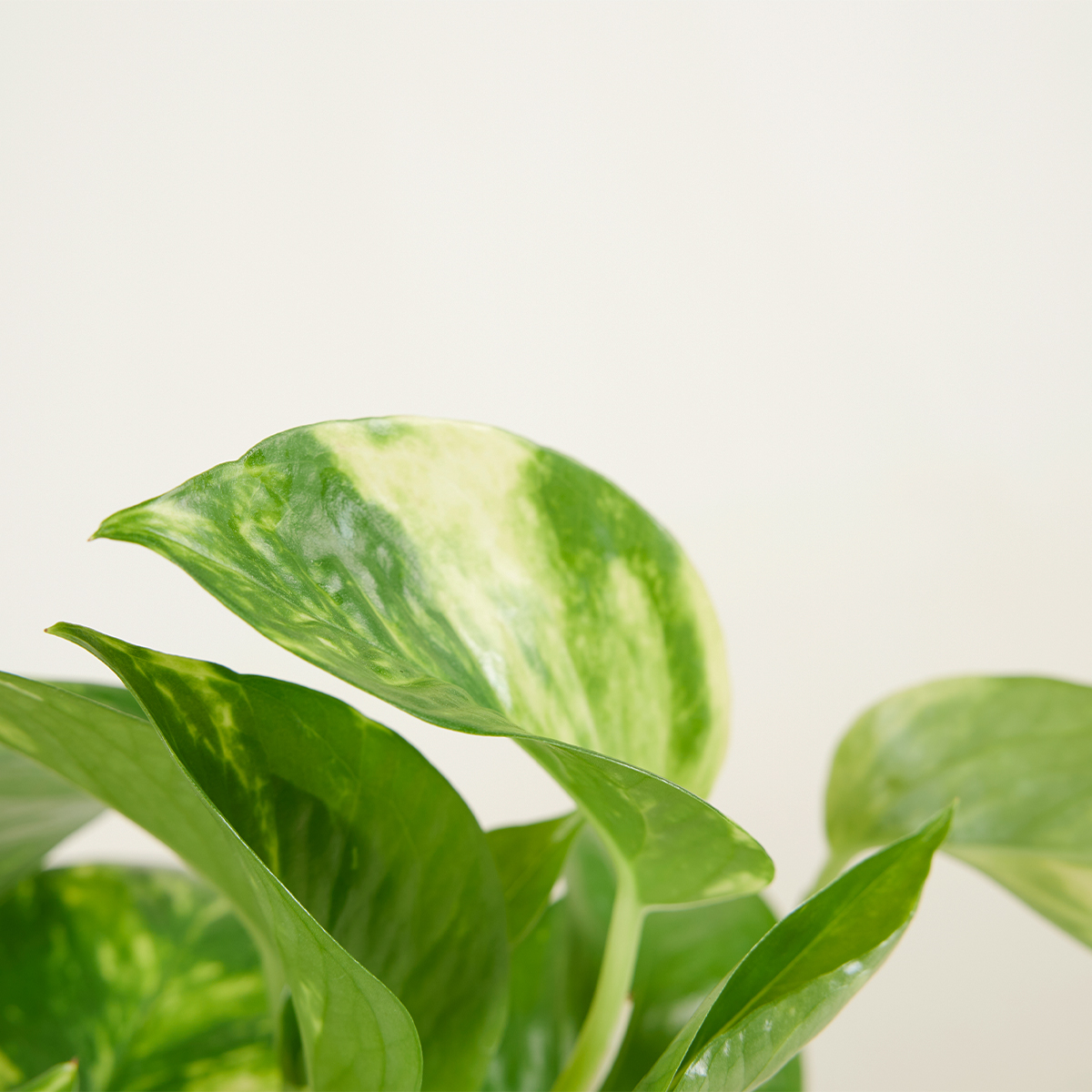 Scindapsus Aureum - Pothos doré - Plante suspendue - Plante d'intérieur - H. 10-20 cm - P. 12 cm - 4