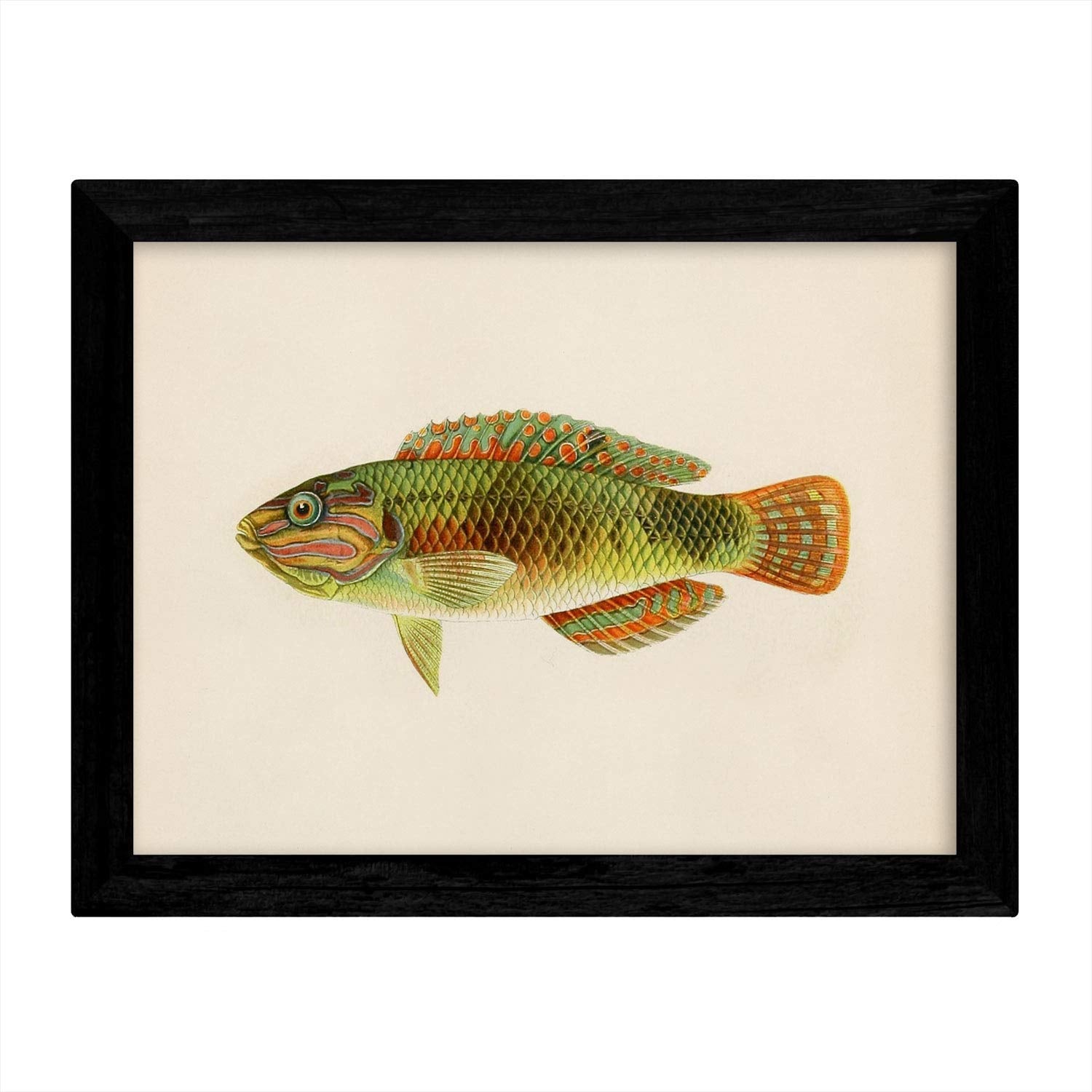 Set de 4 láminas con pez colorido efecto vintage tono naranja azul verde composicion de 4 peces diferentes, fondo papel antiguo vintage sin marco - a3