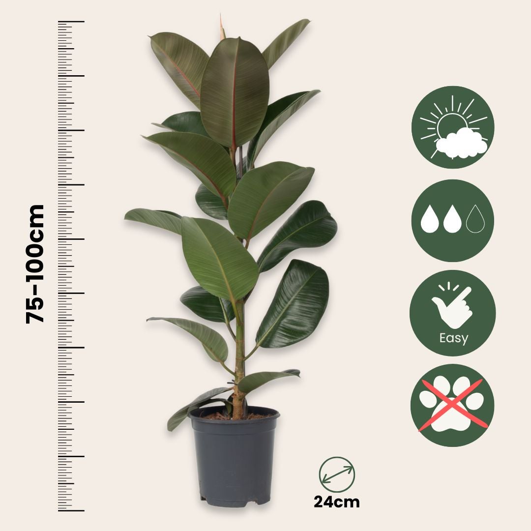 Caoutchouc - Ficus Elastica 'Robusta' - Hauteur 75-100cm - ⌀24cm - 2