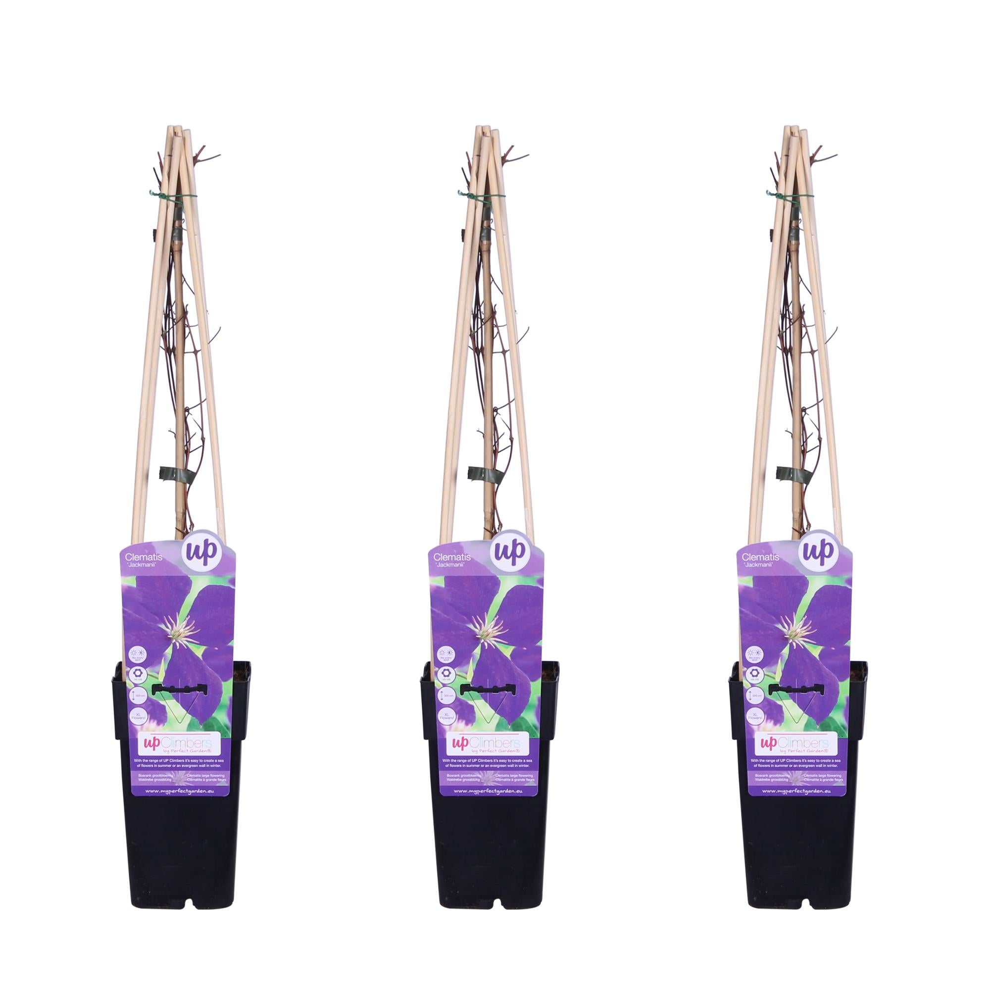 Powojnik Jackmanii - Pnącze wieloletnie kwiaty fioletowo-niebieskie - Wys. 65 cm, Doniczka Ø15 cm