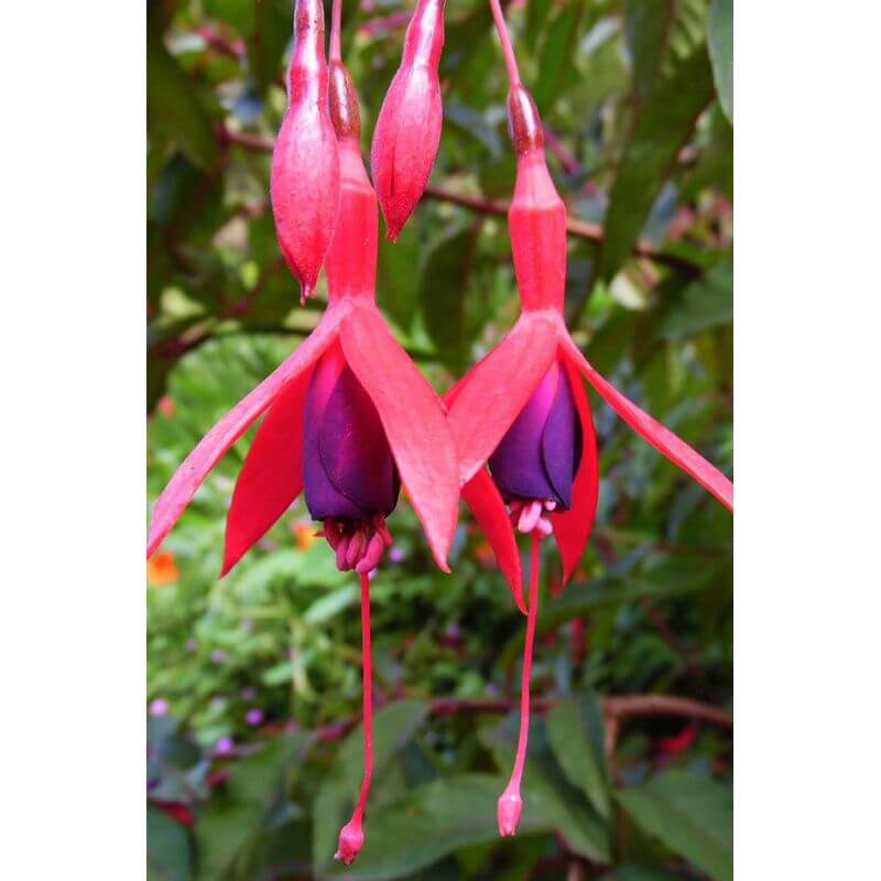 Collection de 13 vivaces mi-ombre - - Pépinières Naudet - 3