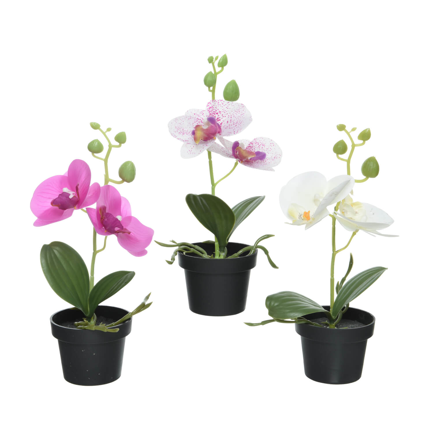 ORCHIDEA IN VASO H.25 ASS.3 COLORI - 3