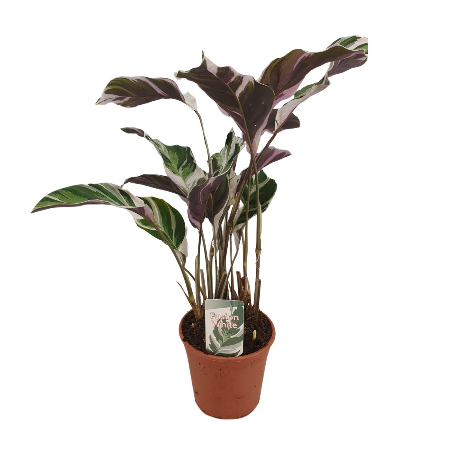 Calathea Fusion White Basic - Roślina doniczkowa - Doniczka Ø14cm - Wysokość 40cm