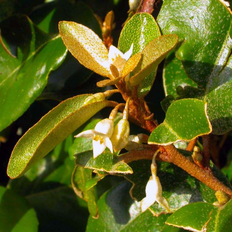 Elaeagnus (Elaeagnus ebbingei) - Godet - Taille 20/40cm - Pépinières Naudet - 2