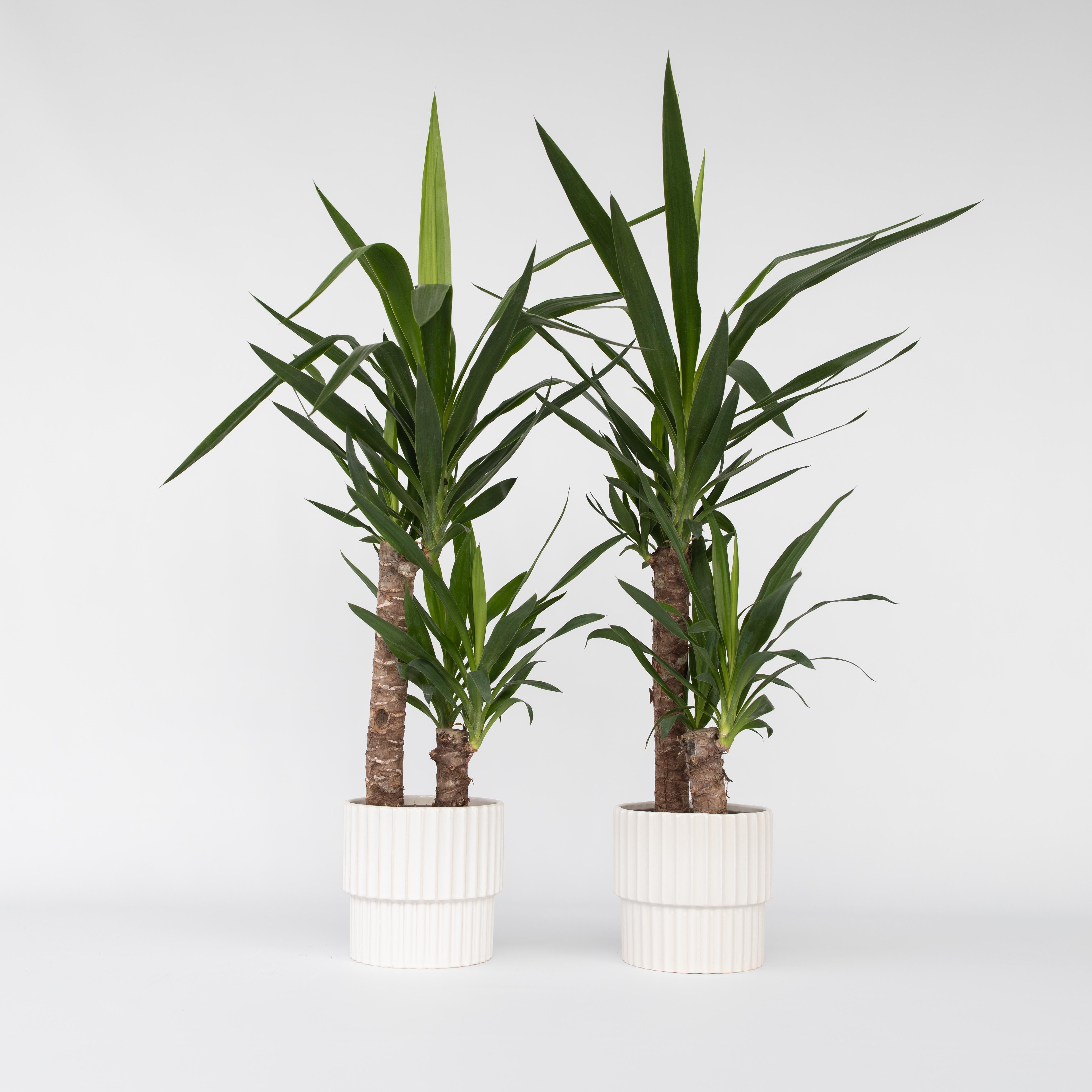 Pied d'éléphant - Set de 2 - Yucca elephantipes - Hauteur 70-80cm - ⌀17cm - 6