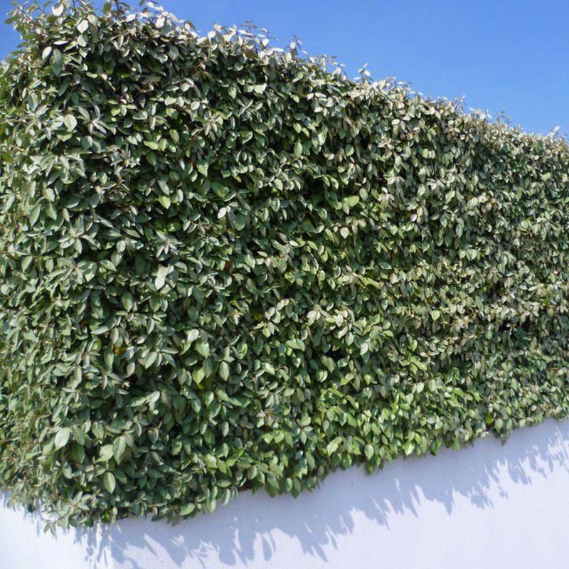 20 Elaeagnus (Elaeagnus ebbingei) - Haie de Chalef - - Pépinières Naudet - 2