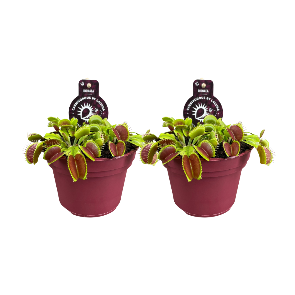 Dionaea Muscipula - Roślina owadożerna muchołówka - Zestaw 2 szt - Doniczka Ø12 cm - Wysokość 12 cm