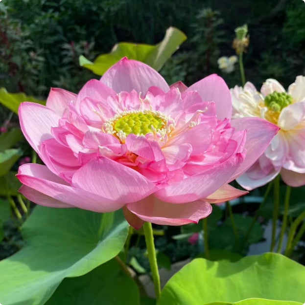 30 graines de lotus ouvertes graines de lotus d'eau couleurs mélangées plantes hydroponiques quatre saisons, adaptées aux cours, balcons - 3