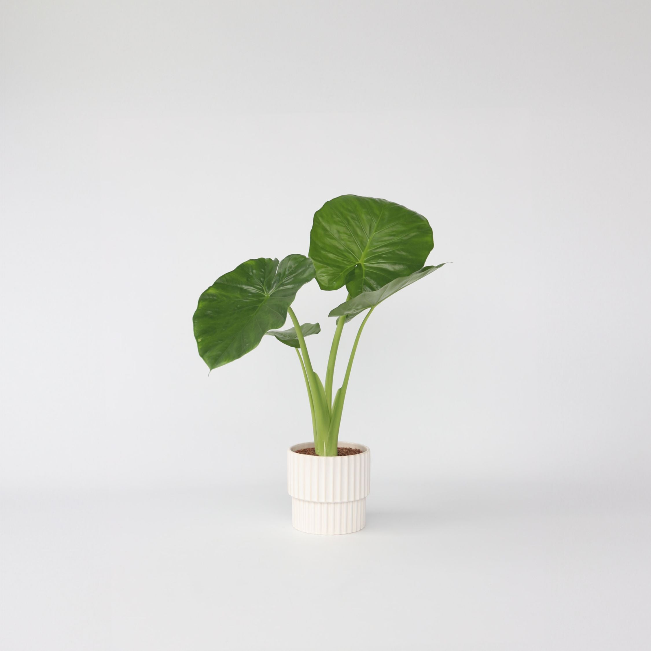 Plante éléphant - Alocasia 'Odora' - Hauteur 55-75cm - ⌀17cm - 5