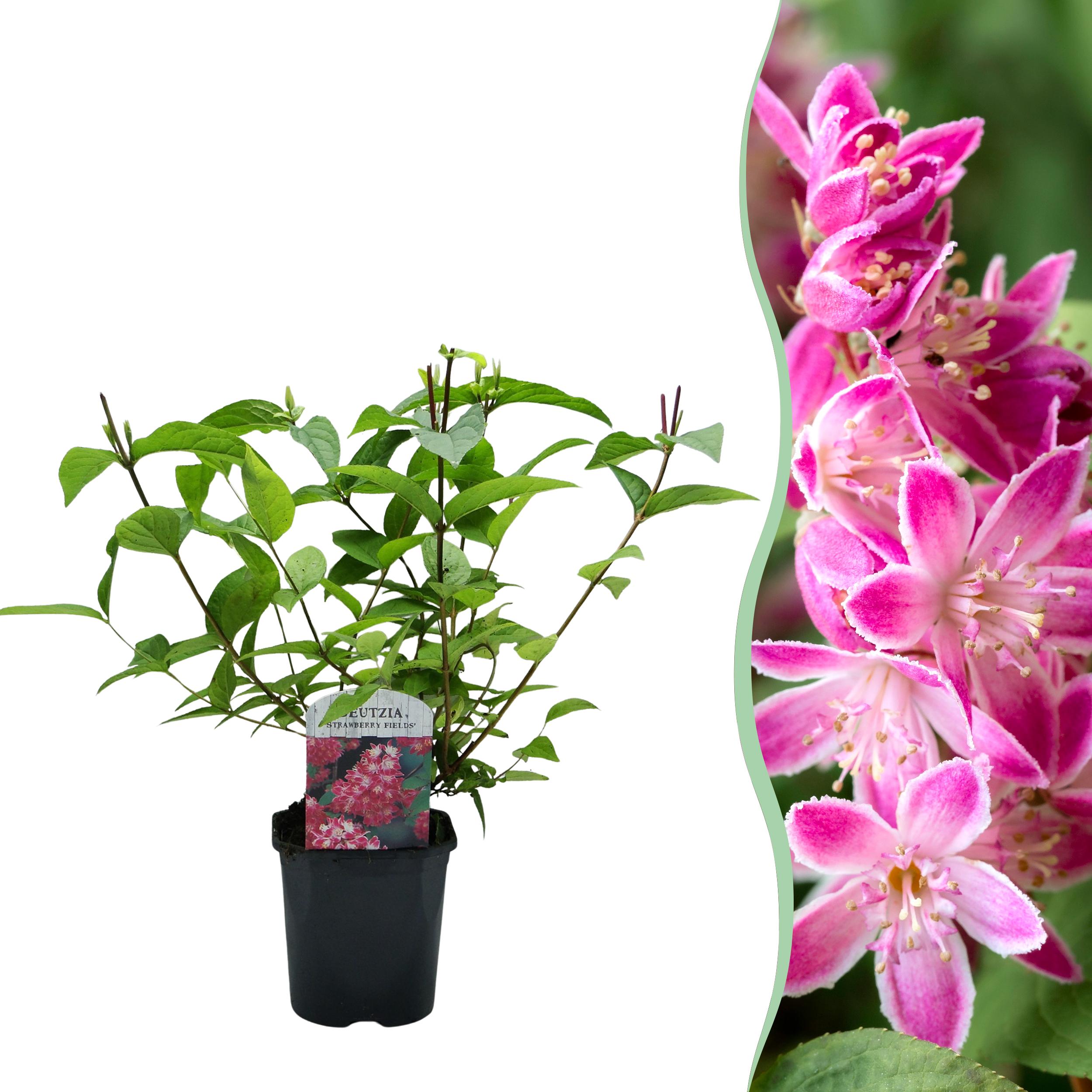 Deutzia hybrida Strawberry Fields – Krzew kwitnący – Kwiaty różowe – 1 roślina – Liściasty – Niska pielęgnacja – Doniczka 17 cm – Wysokość 45 cm