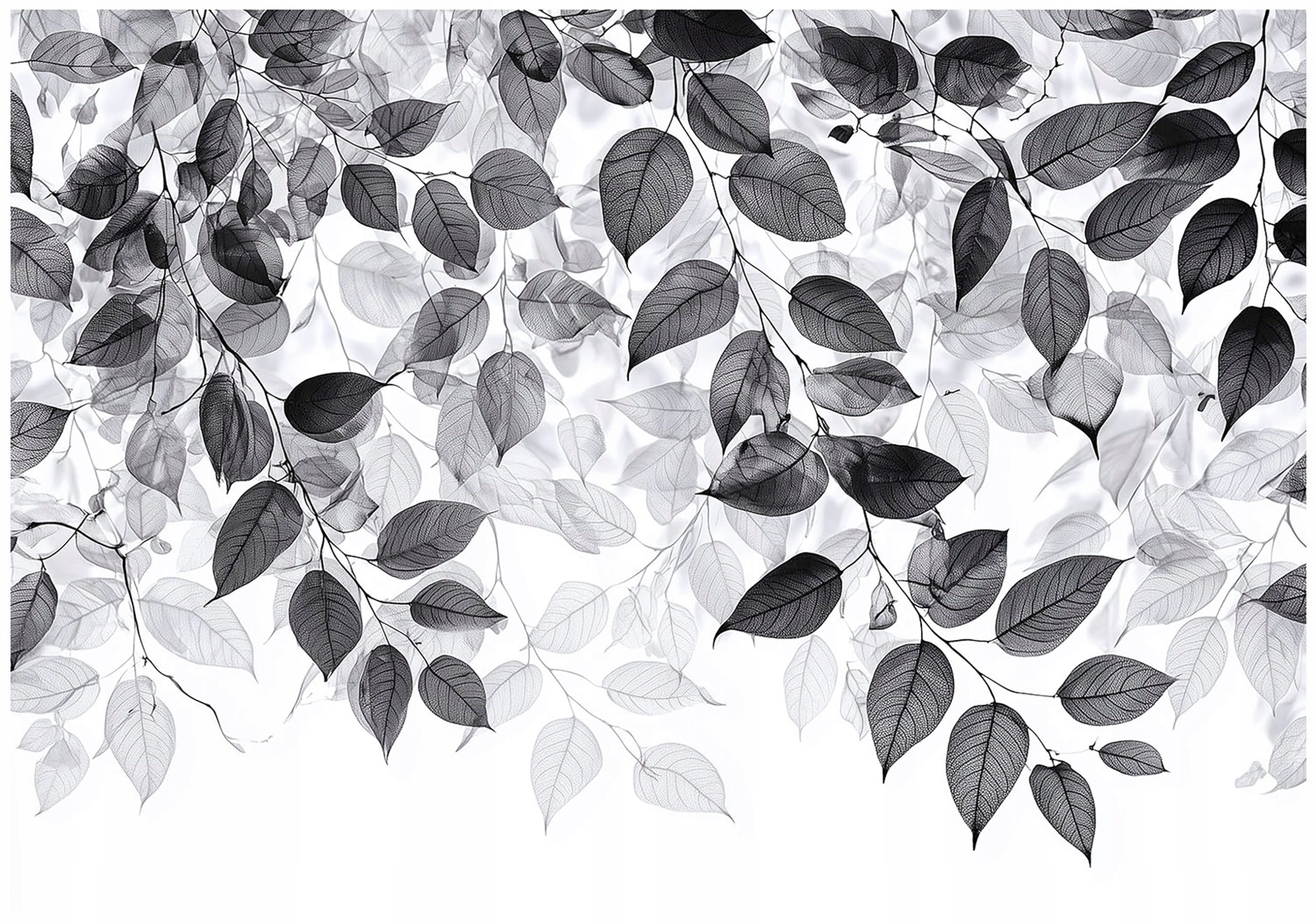 Papier Peint Noir Et Blanc Feuille