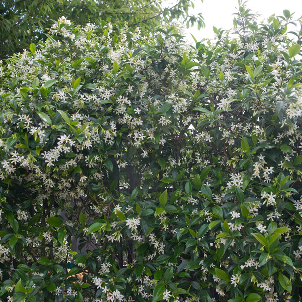 Lot de 2 - Trachelospermum jasminoides - Jasmin étoilé blanc - H. 50-70 cm - P. 15 cm - 3
