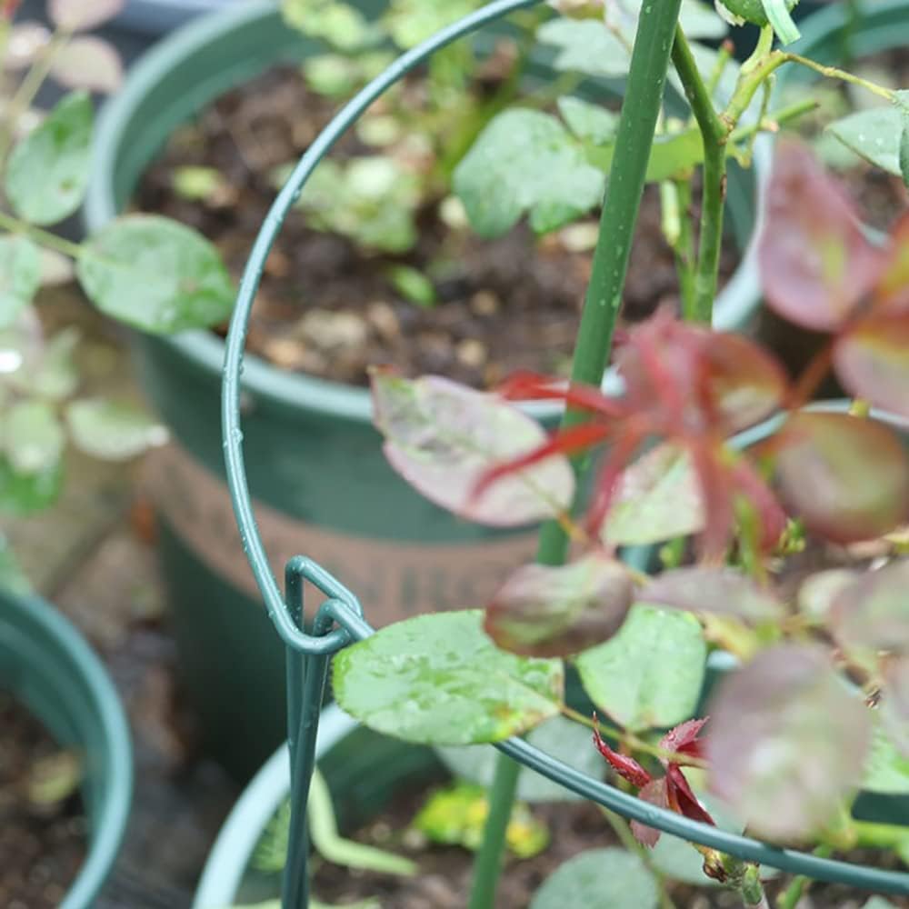 (20 x 35 cm)10 Piquets de Soutien pour Plantes de Jardin, Support de Plantes de Jardin Demi-Rond pour Tomate, Pivoines, Hortensia, Vigne - 3