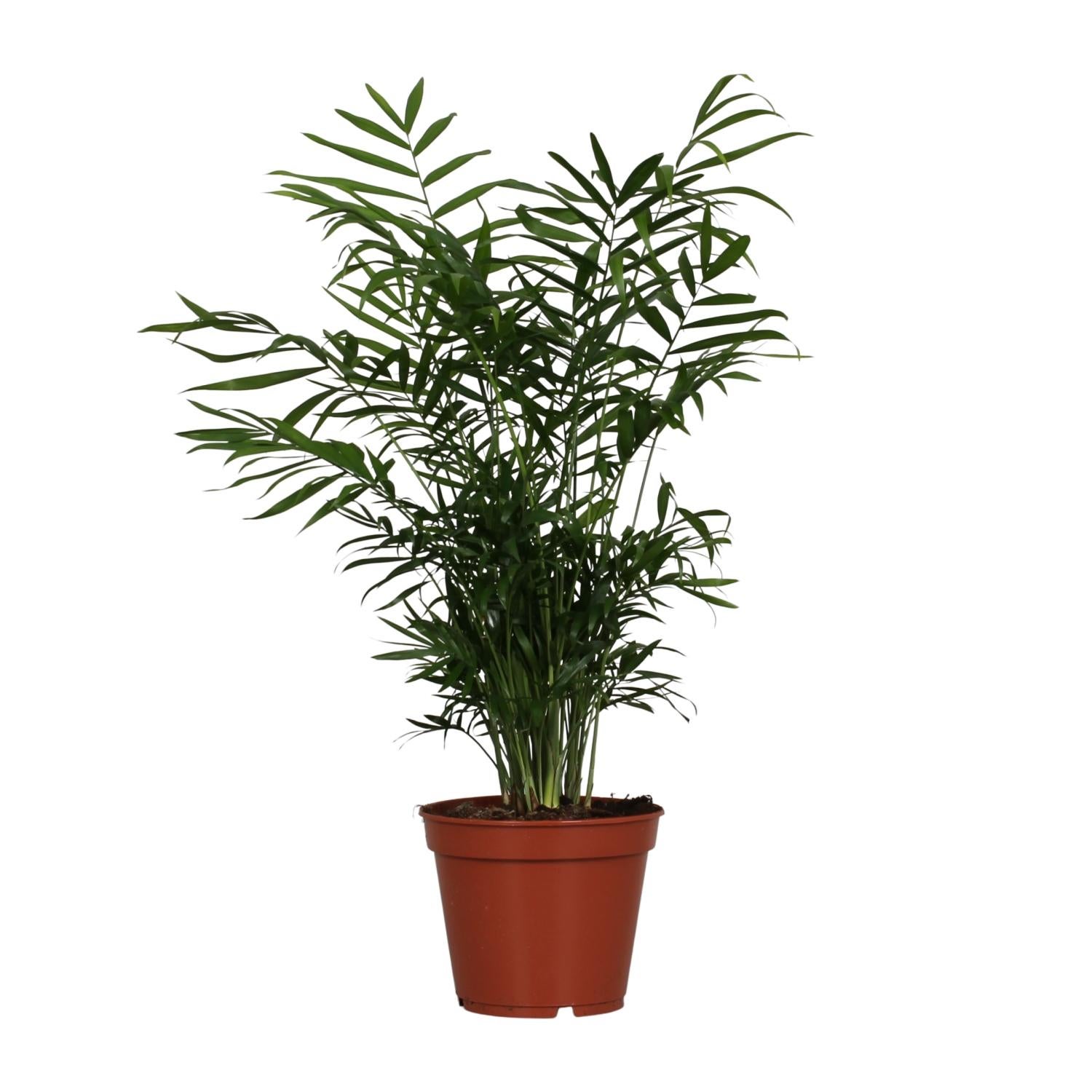 Chamaedorea Elegans Palma doniczkowa - Doniczka Ø17cm - Wysokość 55cm - Roślina łatwa w pielęgnacji
