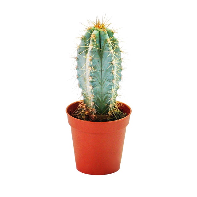 Pilosocereus azureus - plante moyenne en pot de 8,5cm
