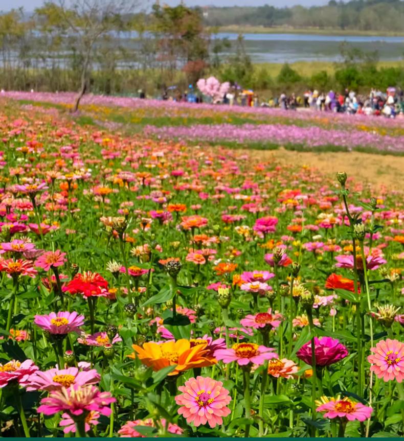 1000 graines de zinnia,graines de fleurs,floraison en pot,taux de germination élevé,idéal pour la culture en intérieur et au jardin(rouge)-SIENTICE - 4