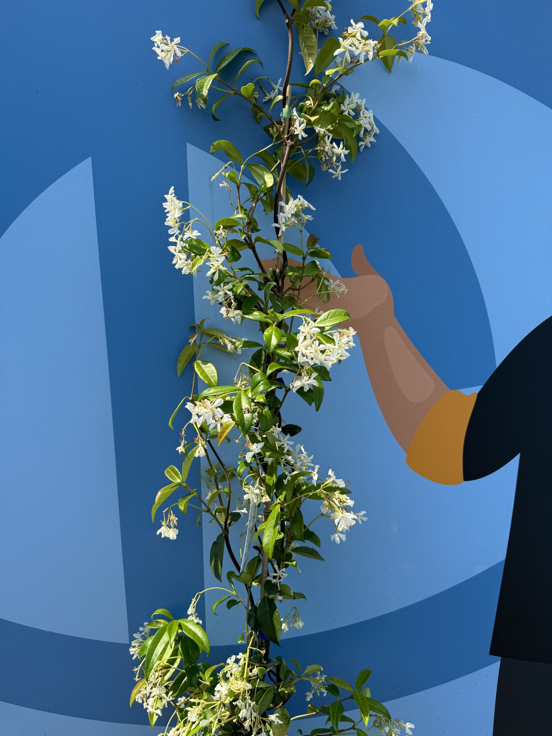 Sunny Tree - 4 pièces de jasmin, jasmin toscan, Trachelospermum Jasminoides, 160 cm, plante grimpante, résistant au froid, A + - 5